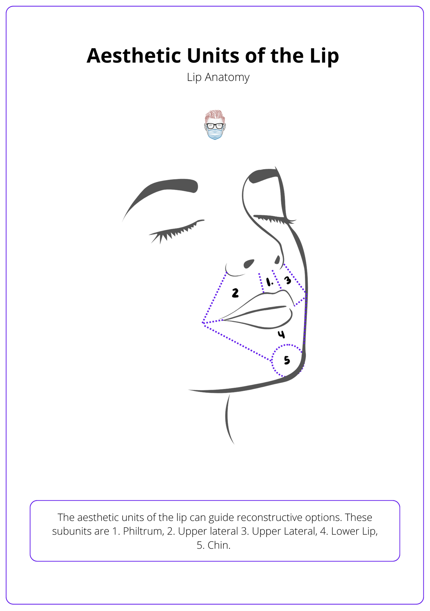 Aesthetic Units of the Lip, Lip Anatomy