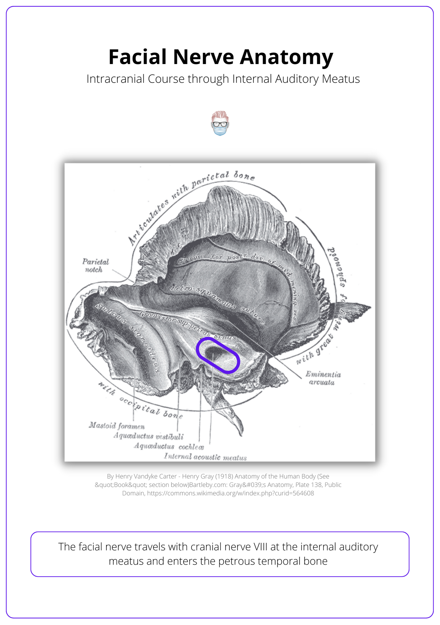 Intracranial Facial Nerve Anatomy