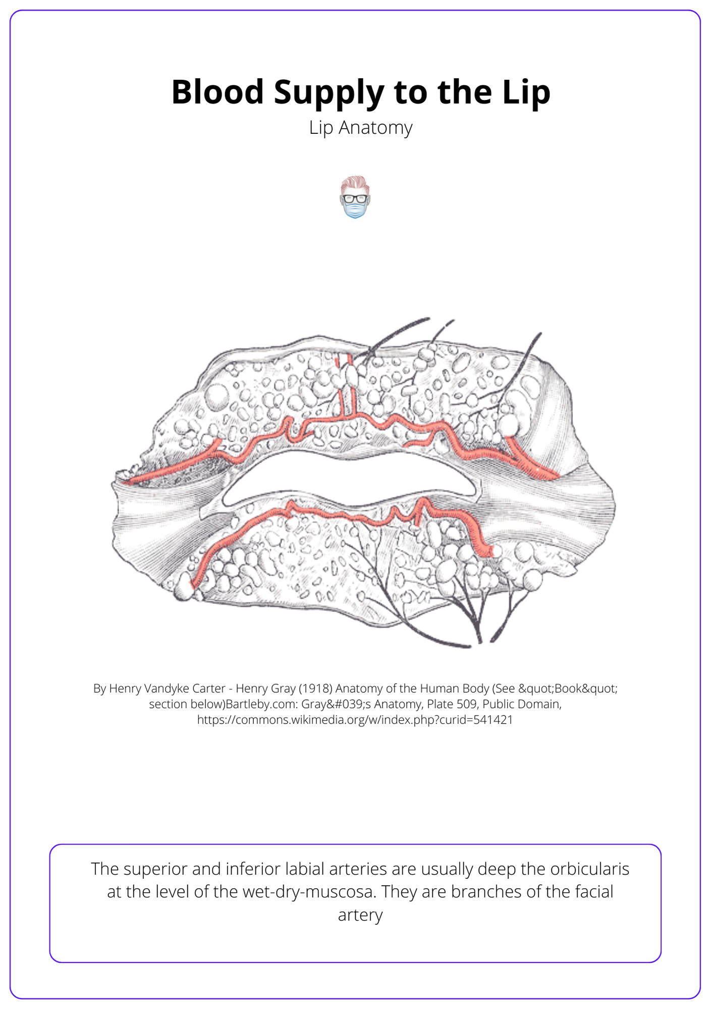 Blood supply to the lip. Lip anatomy