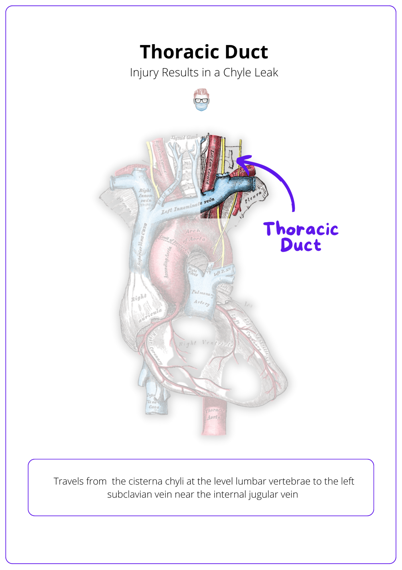 Thoracic Duct Anatomy