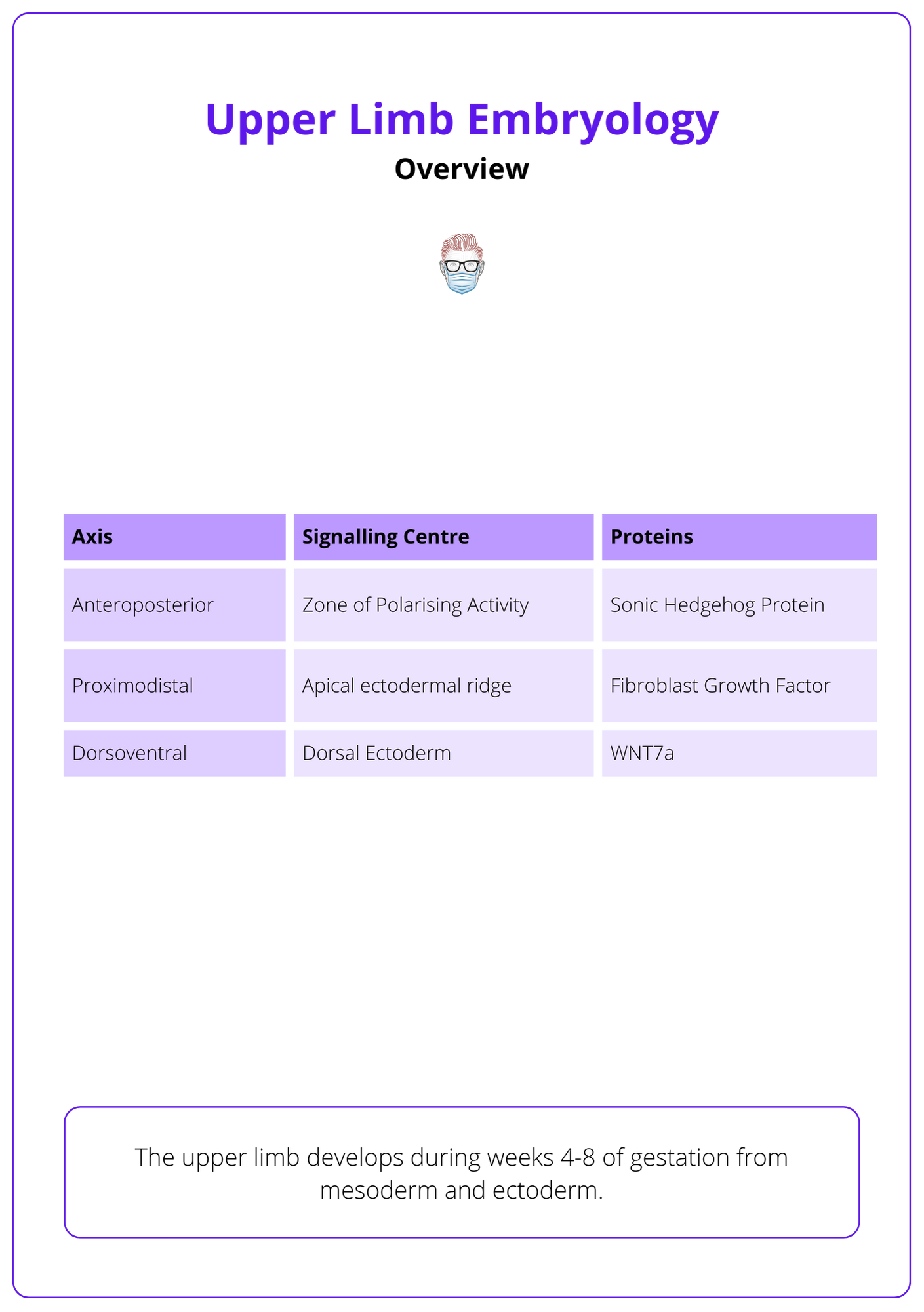 Upper Limb Embryology