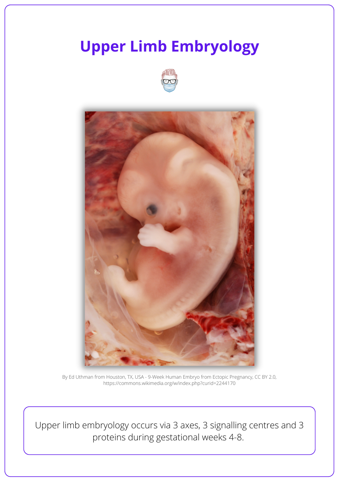 9-week human embryo illustrated, upper limb development