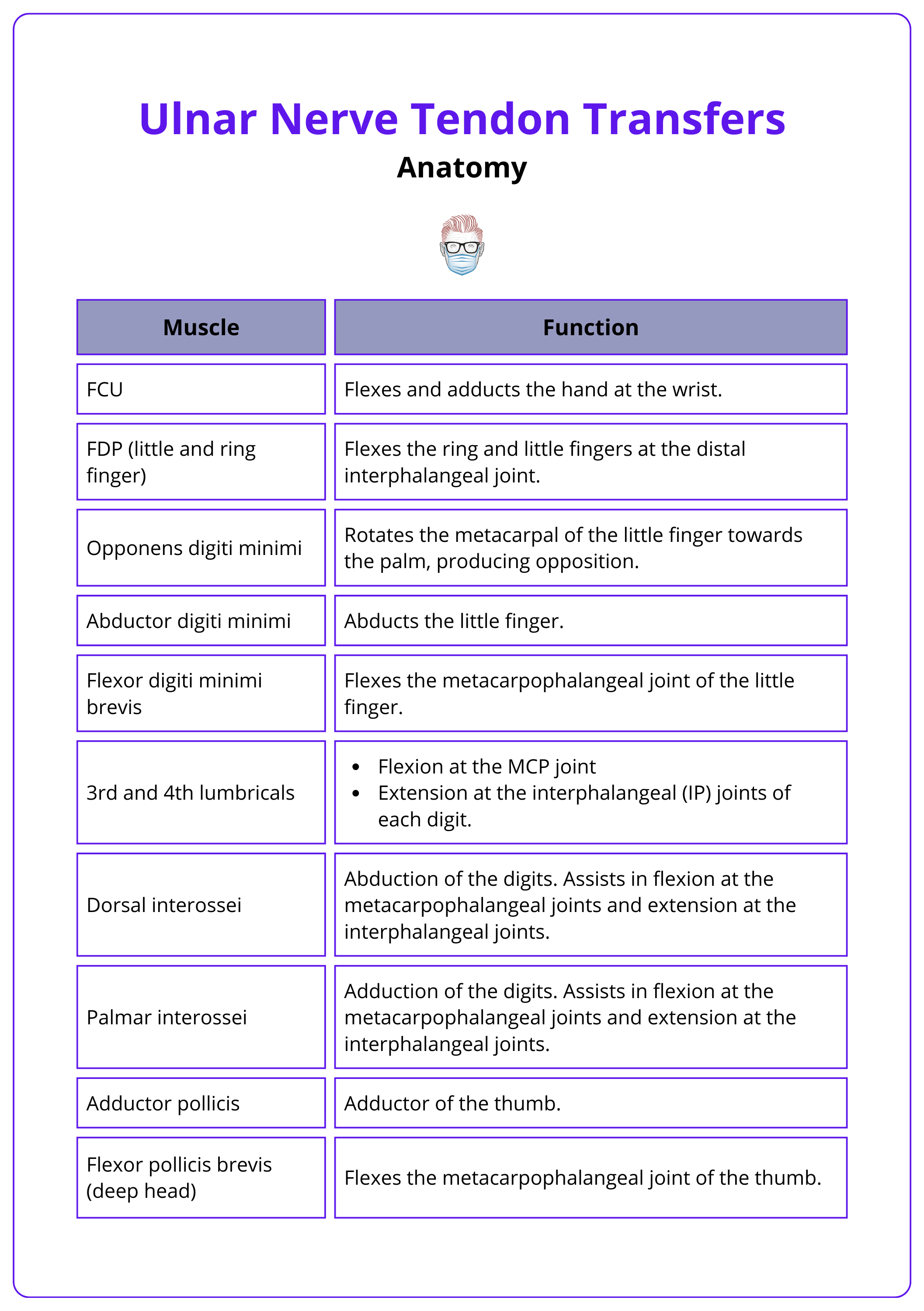 Muscles innervated by the ulnar nerve and their functions, ulnar nerve anatomy