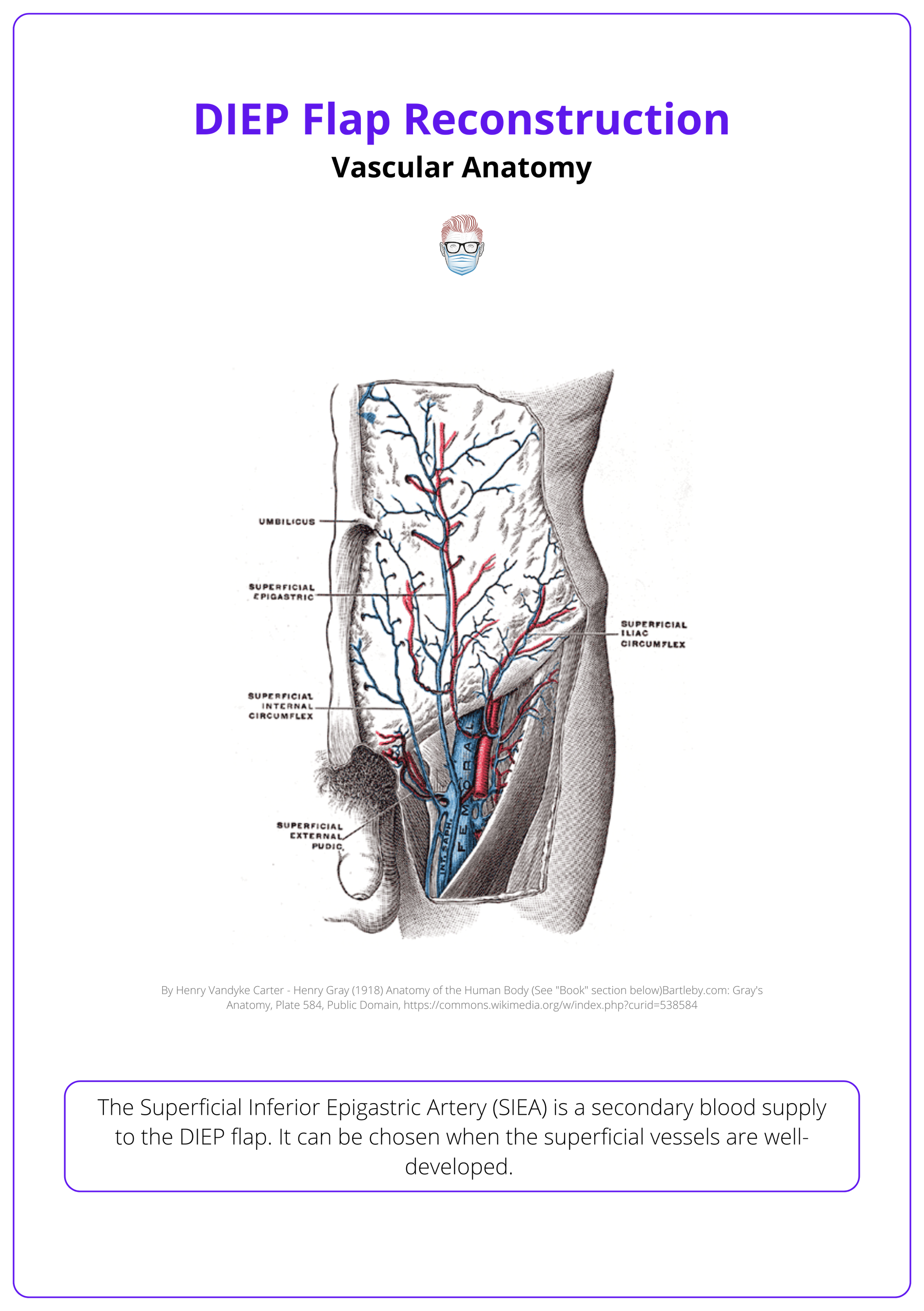 The superficial inferior epigastric artery (SIEA)