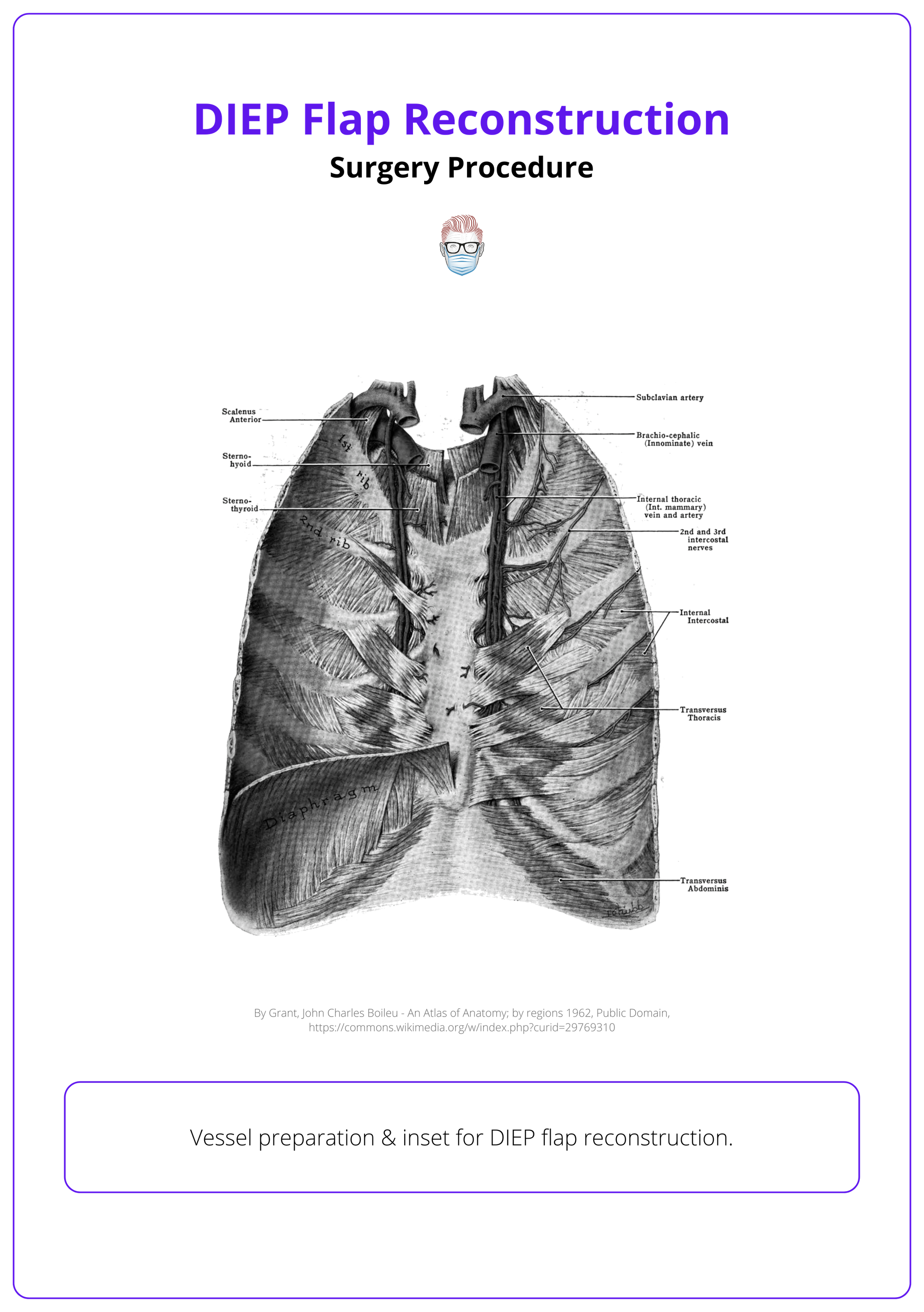 Anterior thoracic wall, from behind