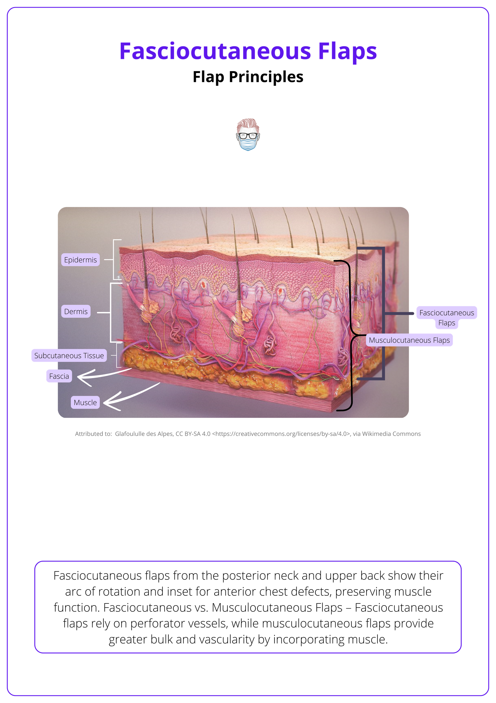 Anatomy of fasciocutaneous flaps