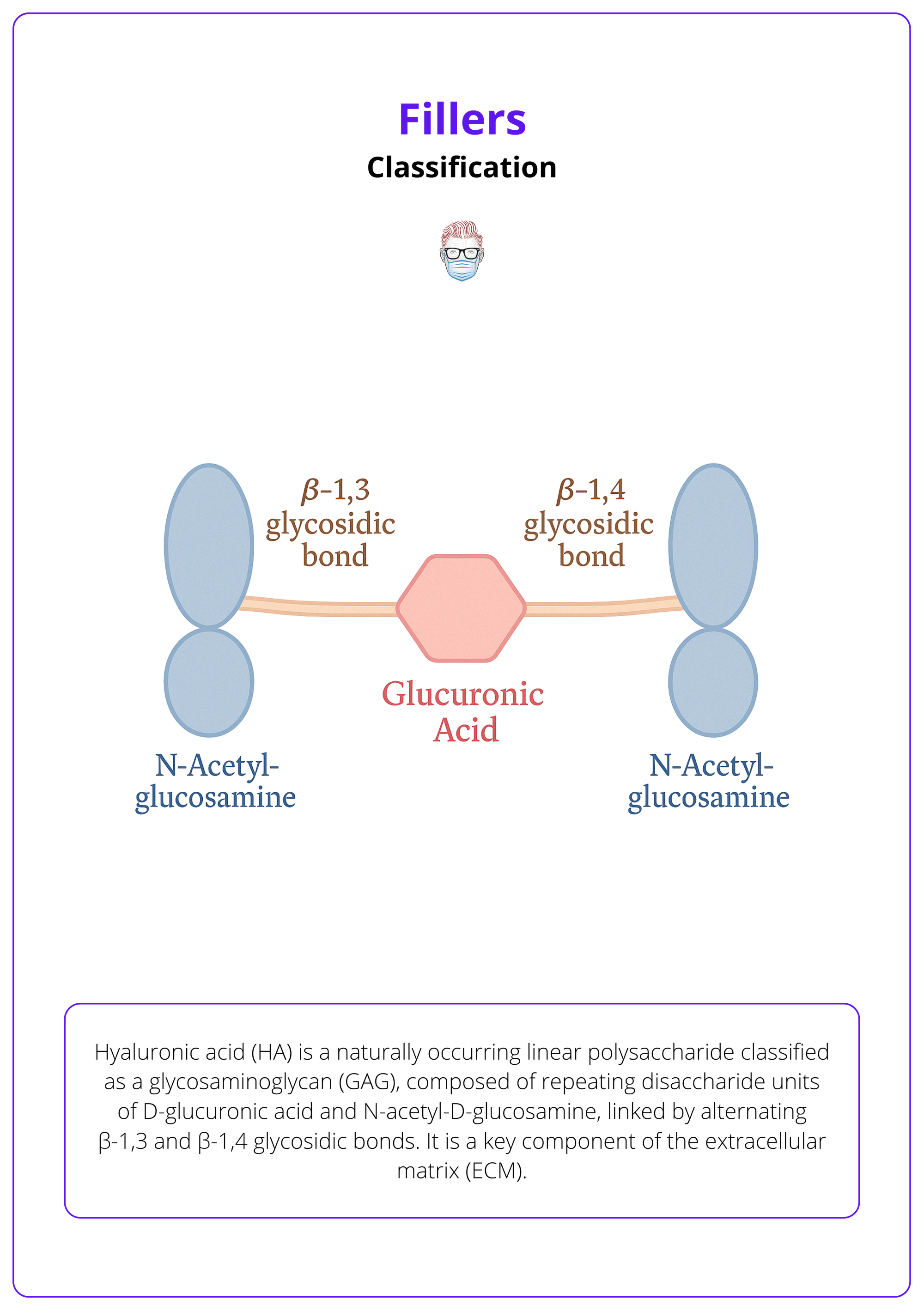 The structure of hyaluronic acid