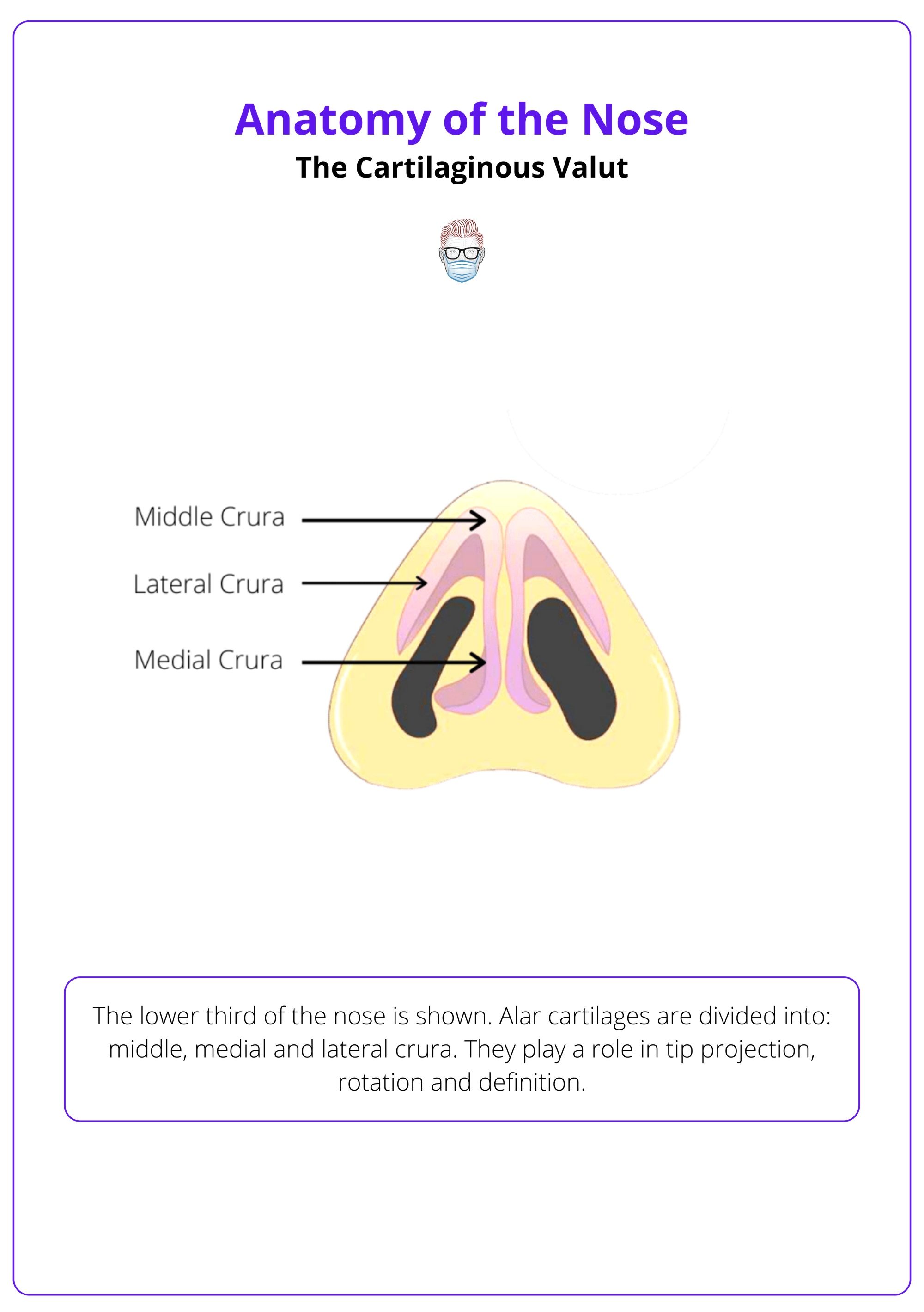 Lower 1/3 cartilaginous vault of the nose