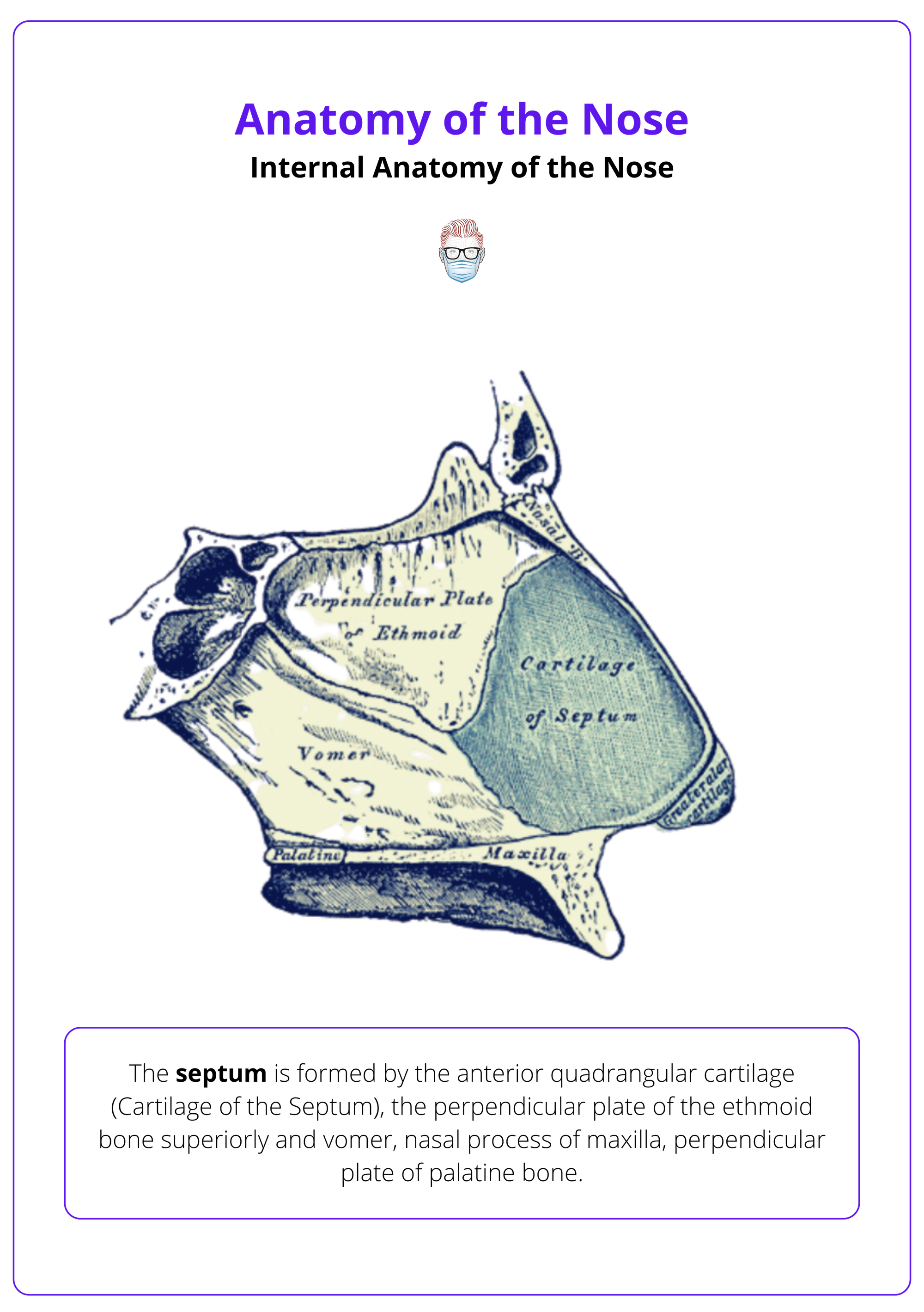 Internal nose anatomy