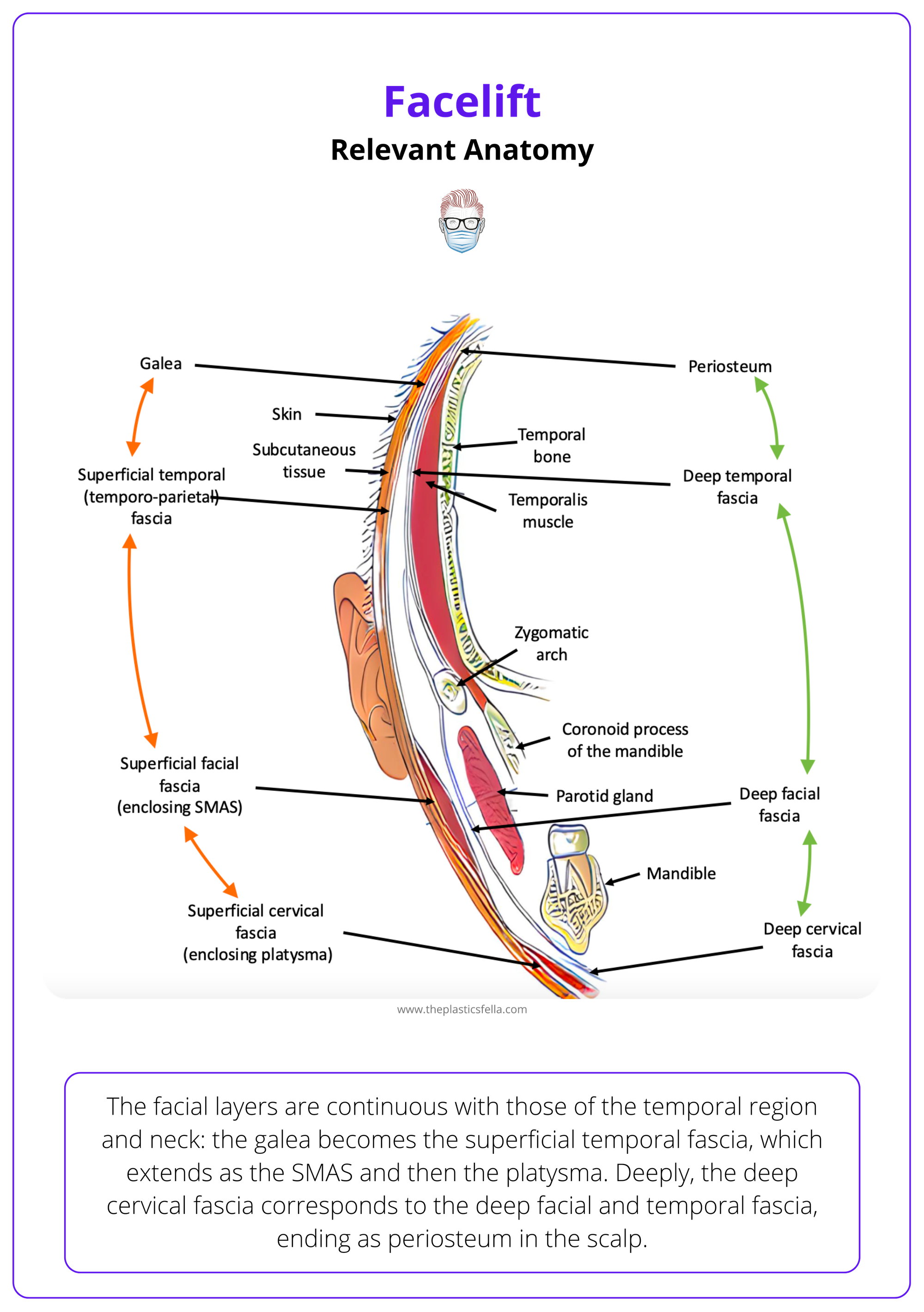 The five anatomic layers of the face, facelift surgery