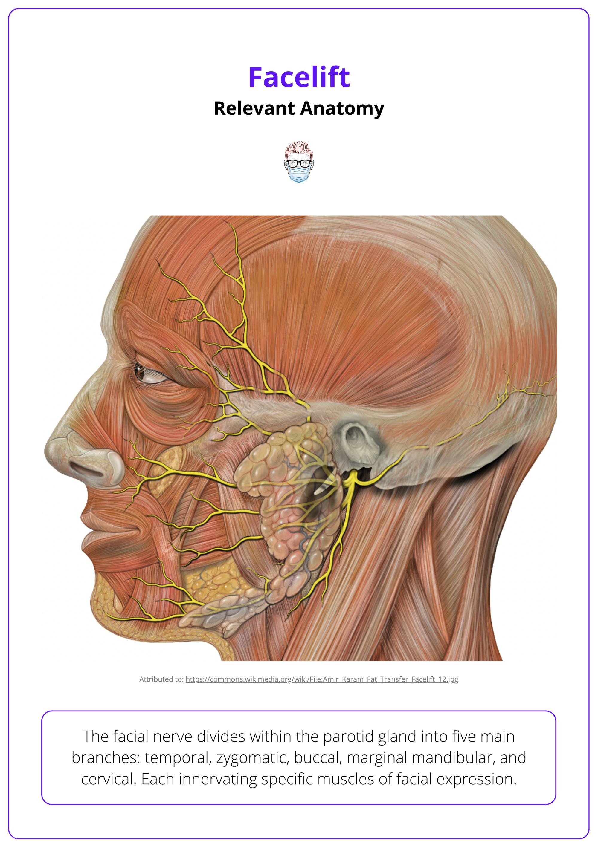The facial nerve, Facelift, Facial anatomy