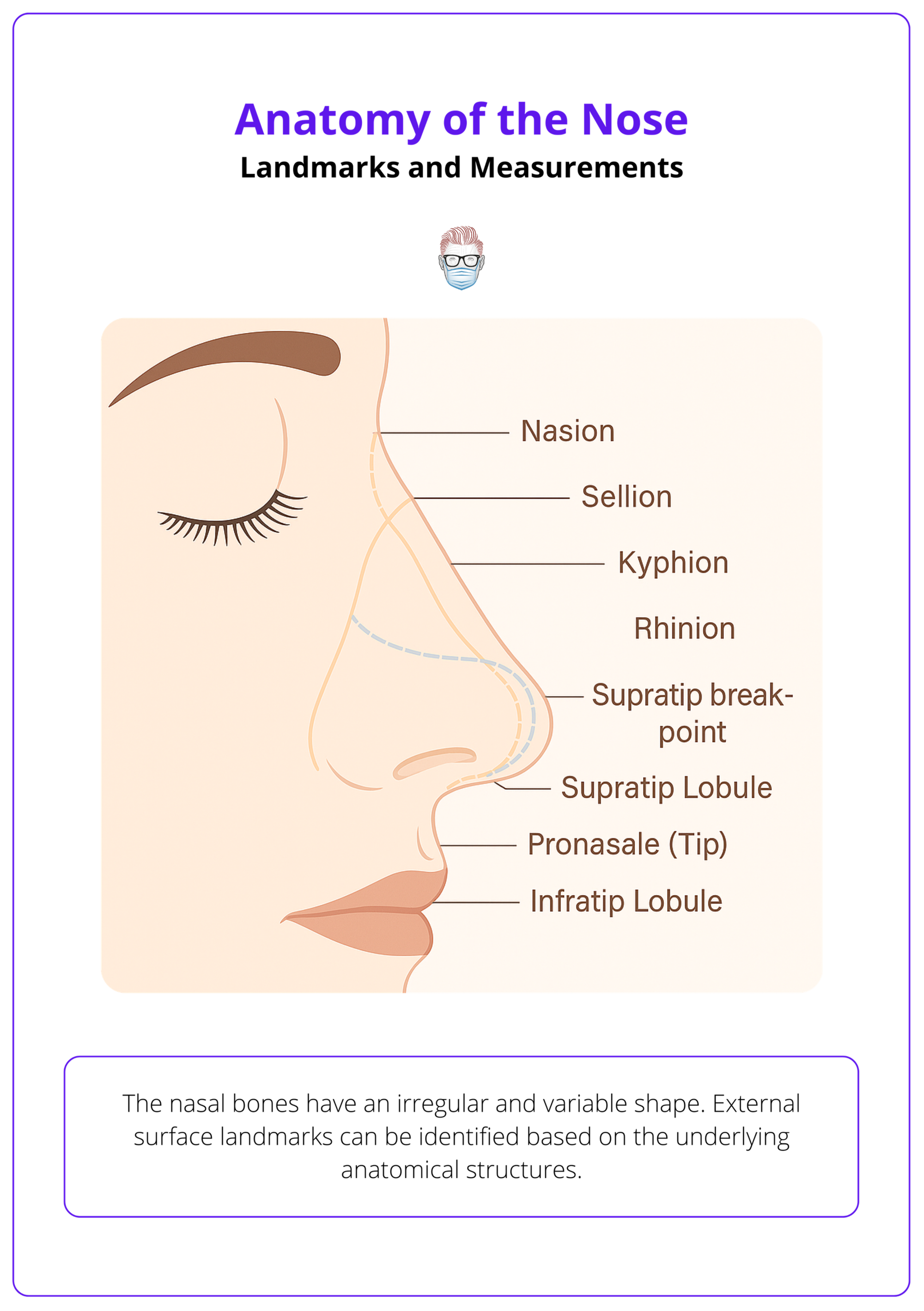 Surface landmarks of the nose