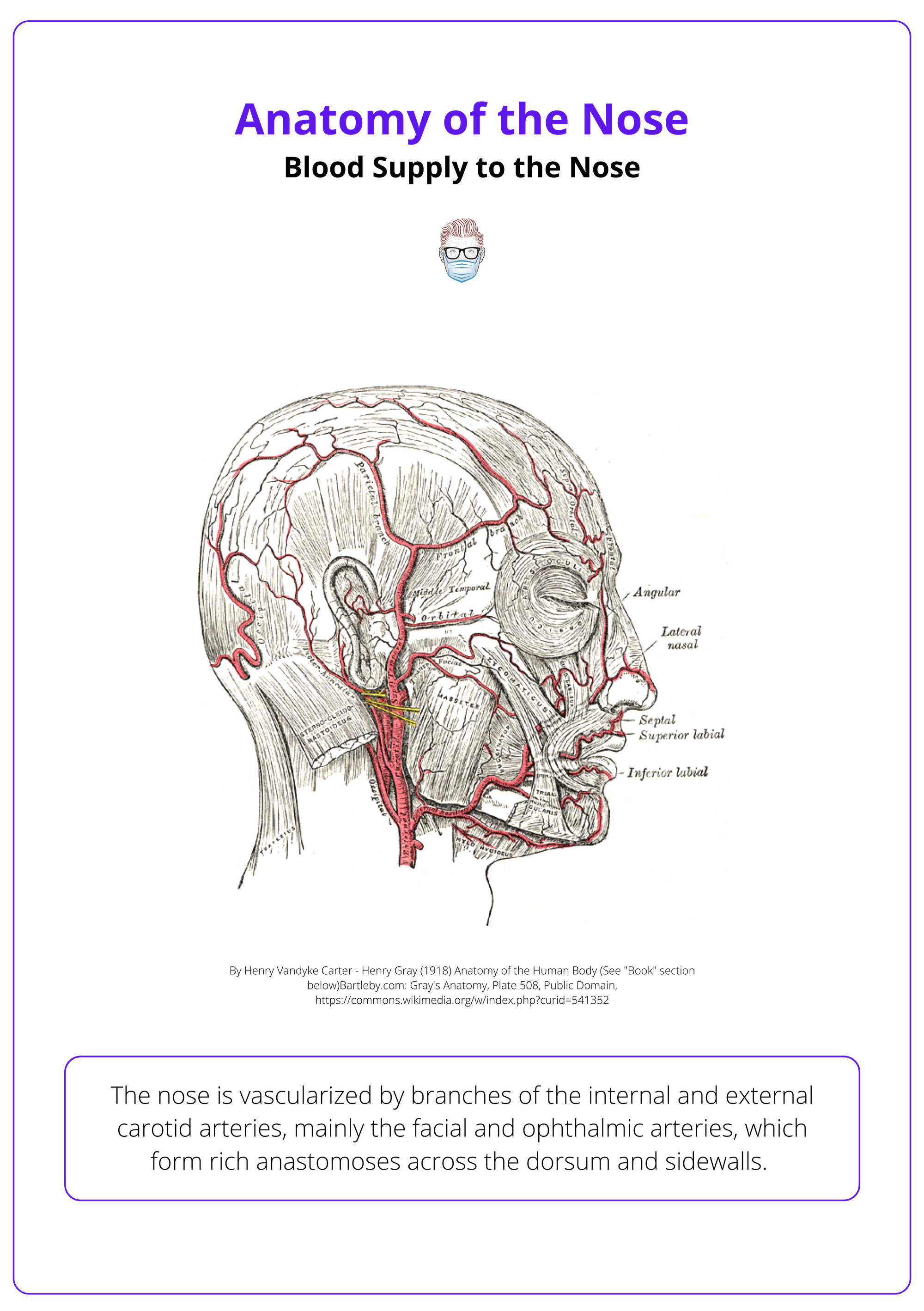 Arterial supply to the nose