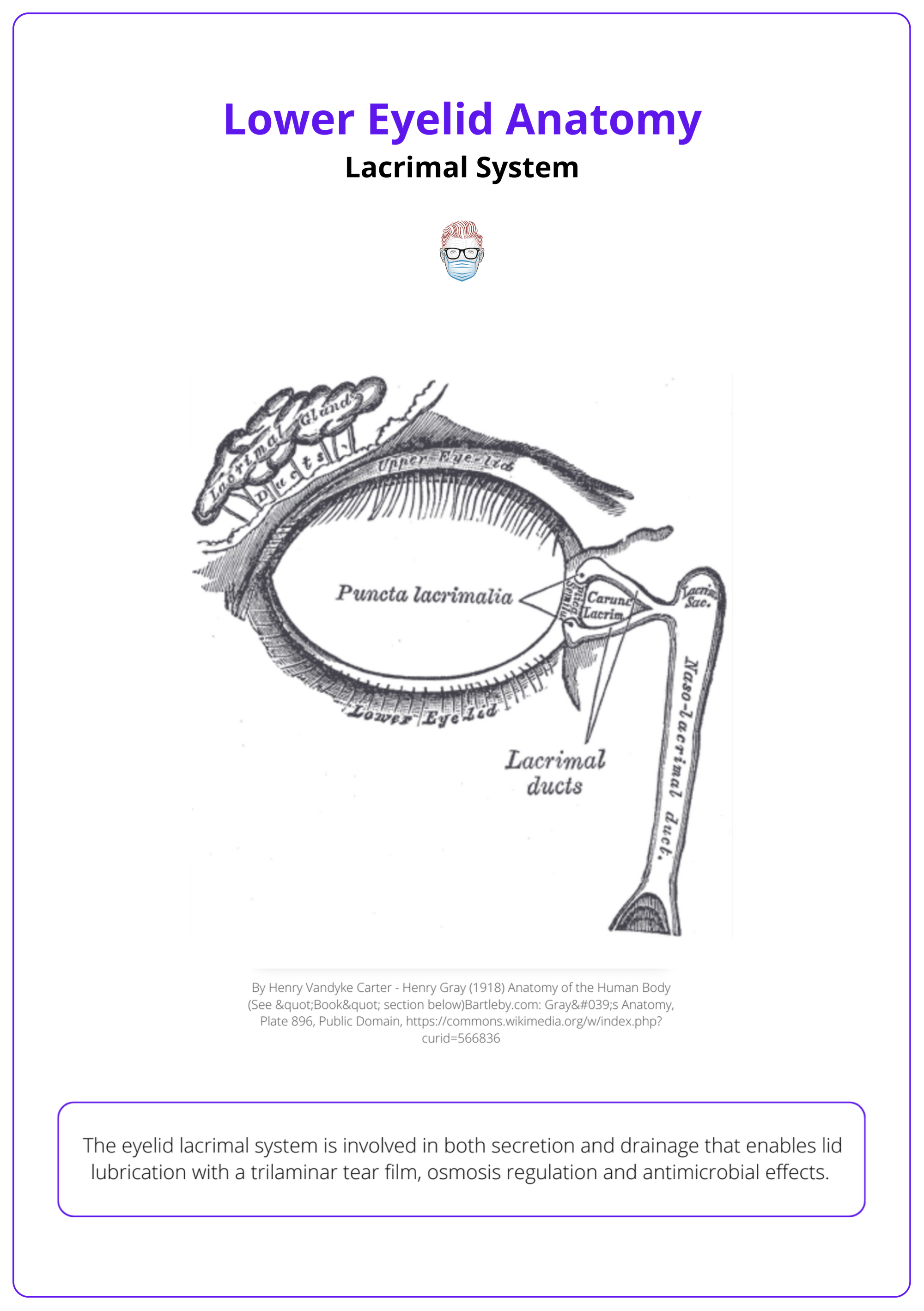 Lacrimal Duct System, Lacrimal System