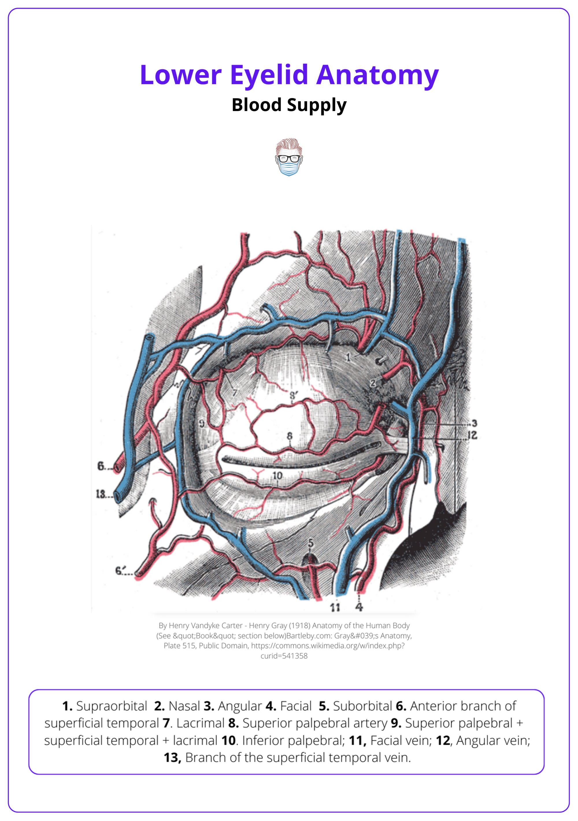 Arteries and Veins of the Eyelid, Lower Eyelid Blood Supply