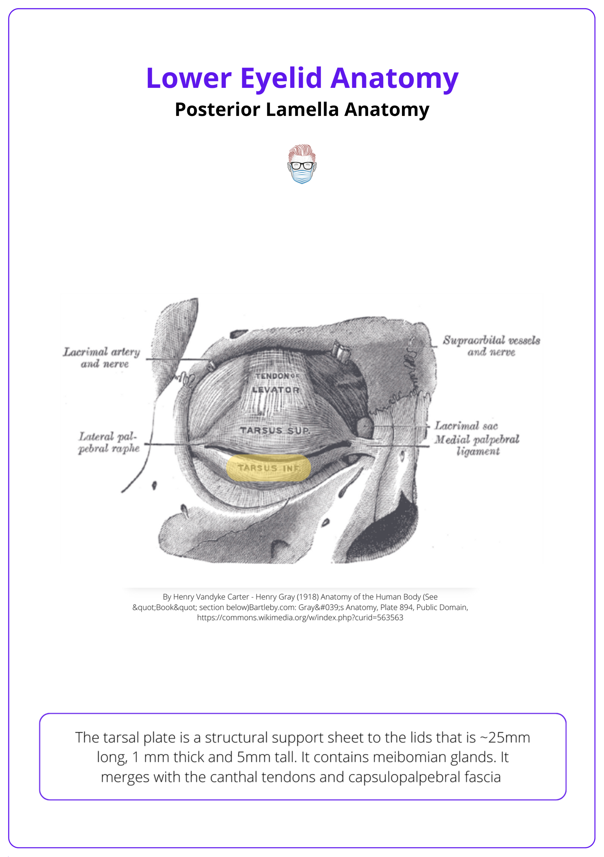 The tarsal plate is a support structure for the eyelids.