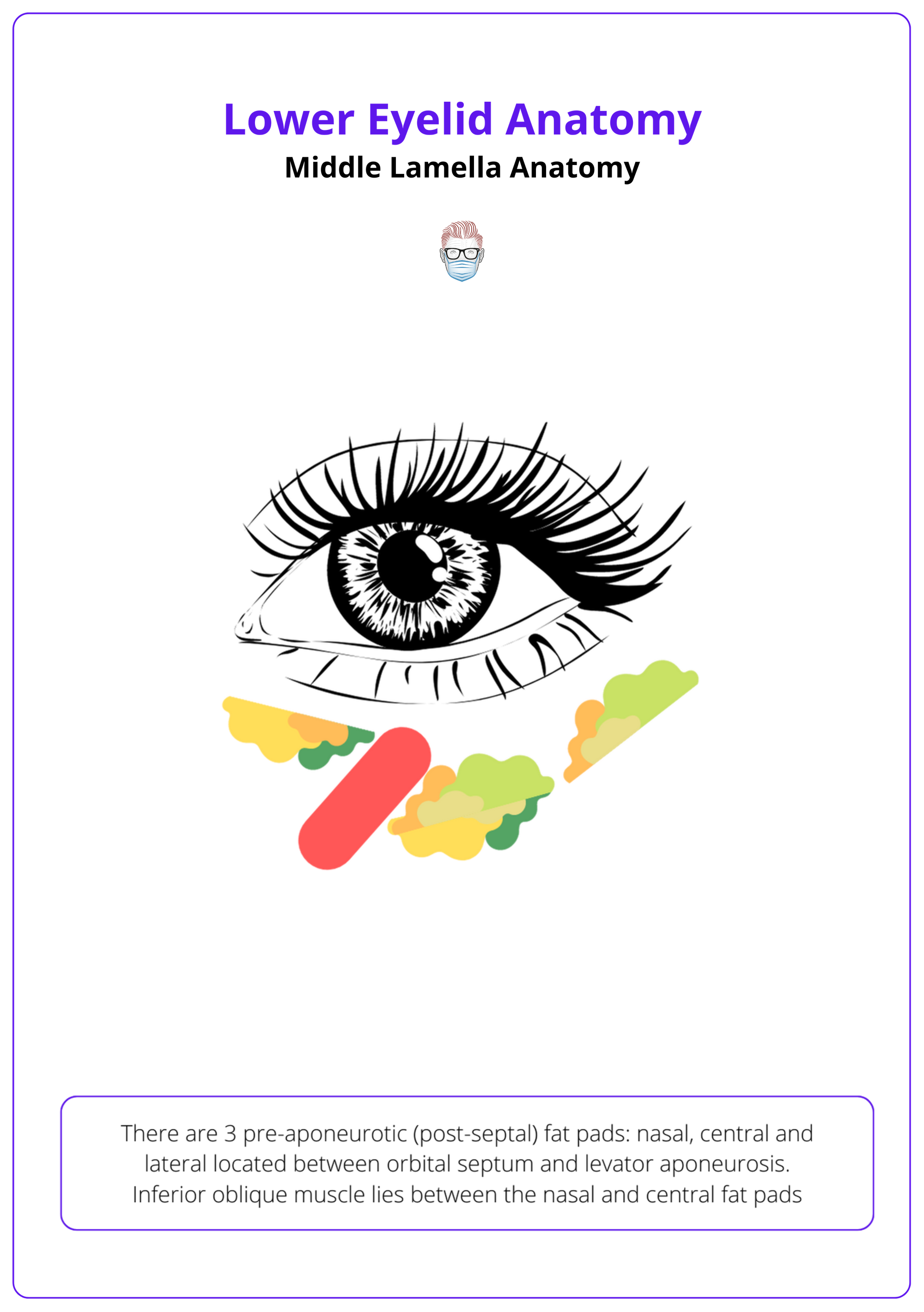 Fat Pads of the Lower Eyelid, Lower Eyelid Anatomy, Middle Lamella Anatomy