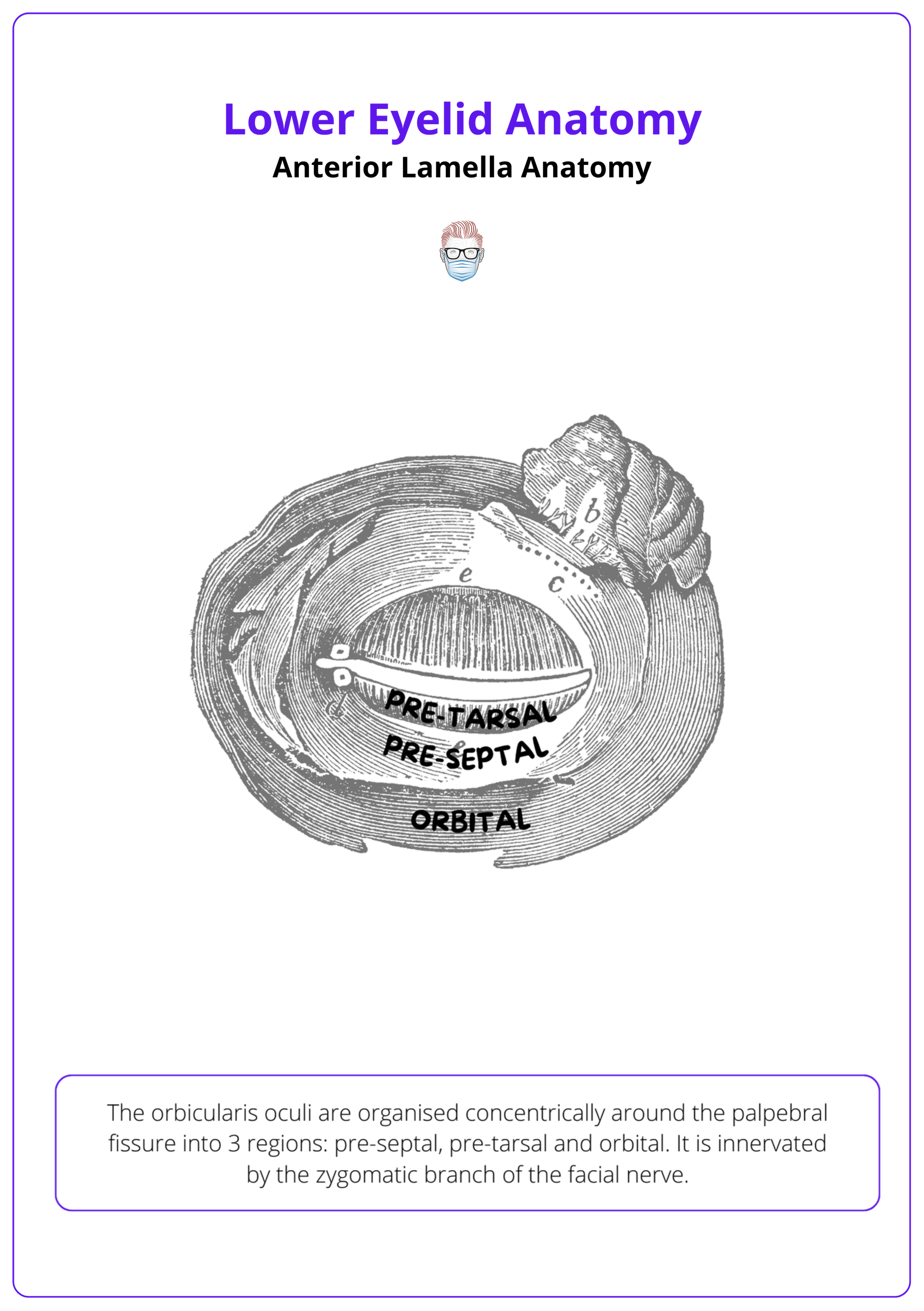 A labelled diagram showing the Orbicularis Oculi and its role in Eyelid Anatomy