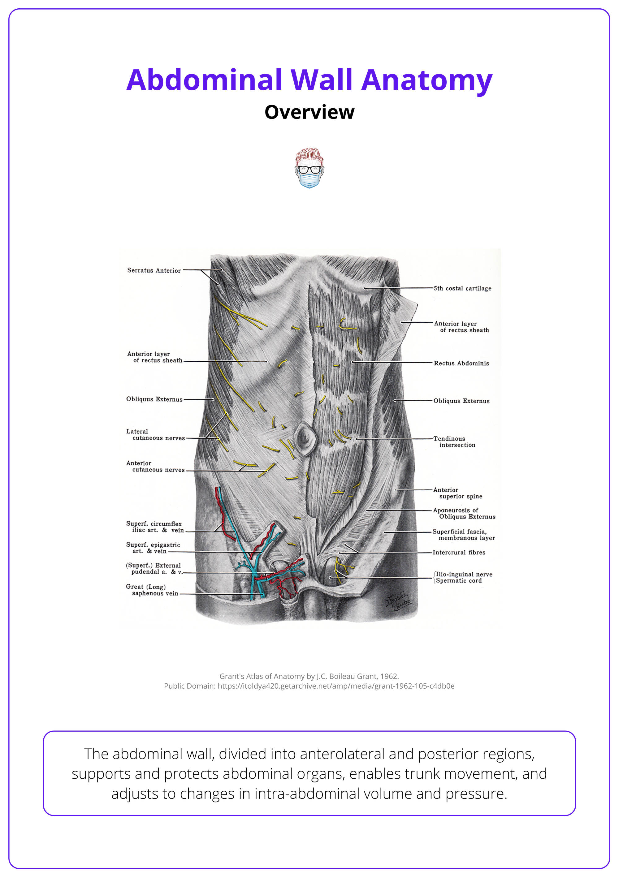 The anterior abdominal wall
