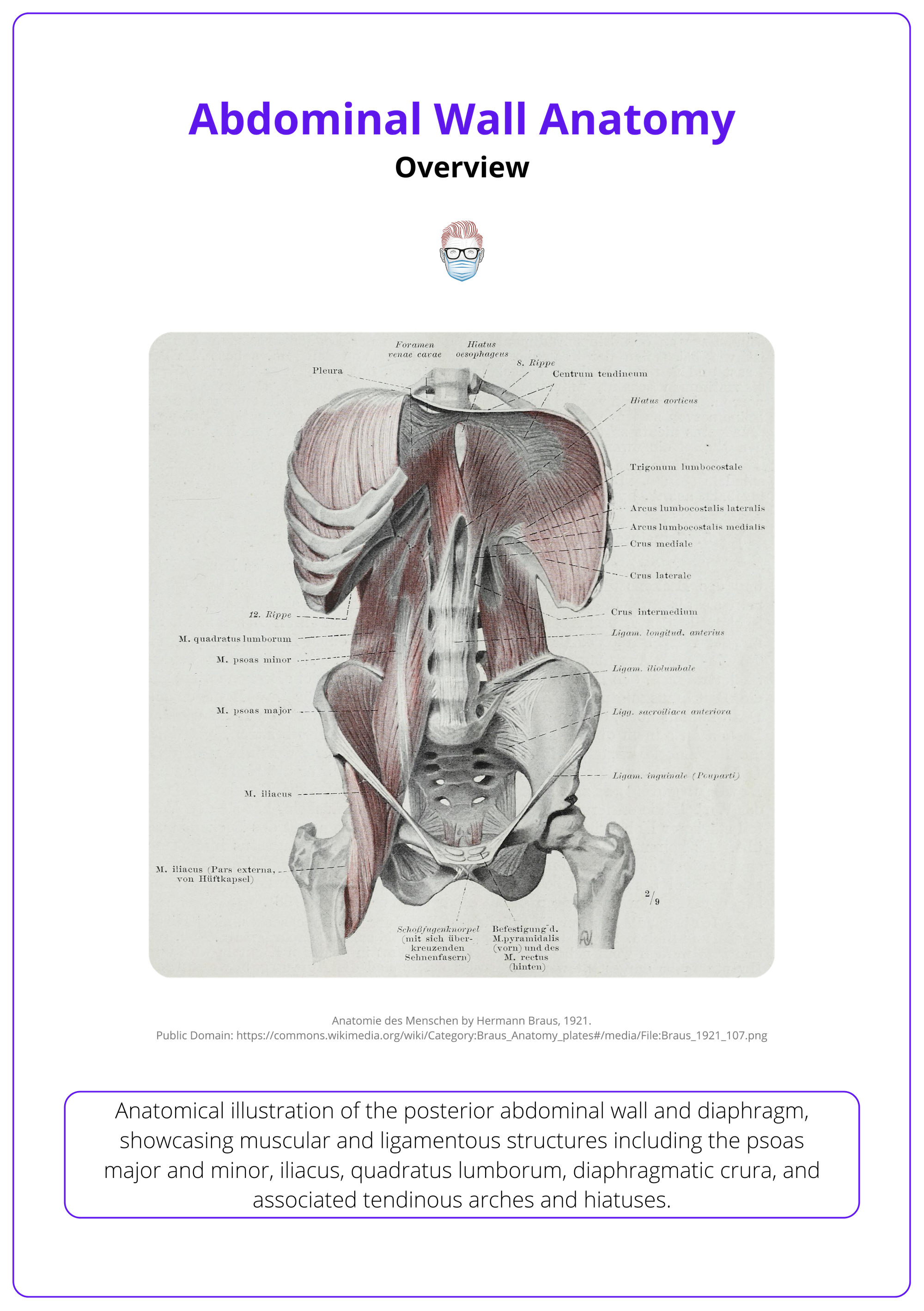 The posterior abdominal wall
