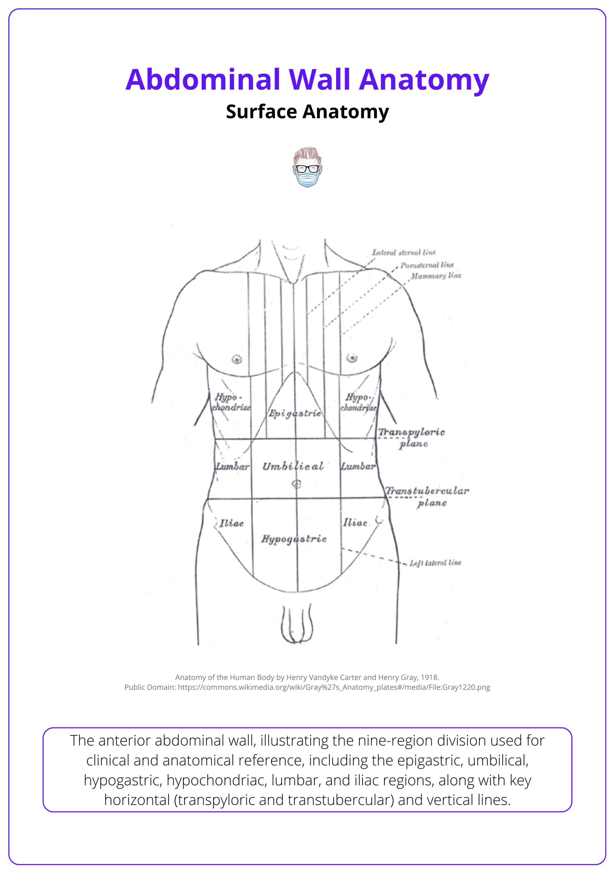 Anterior trunk of the abdominal wall