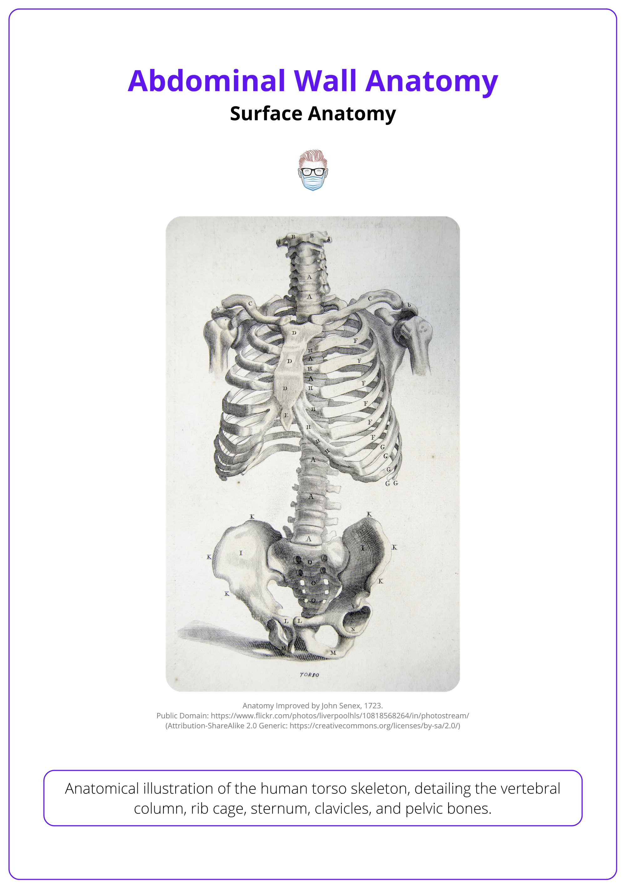 Bones of the abdominal wall
