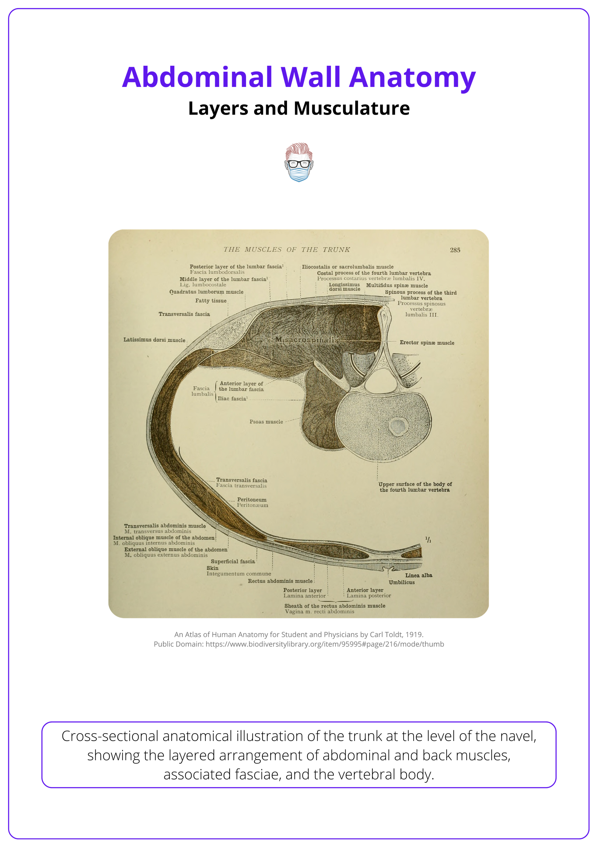 Cross-section of the abdominal wall