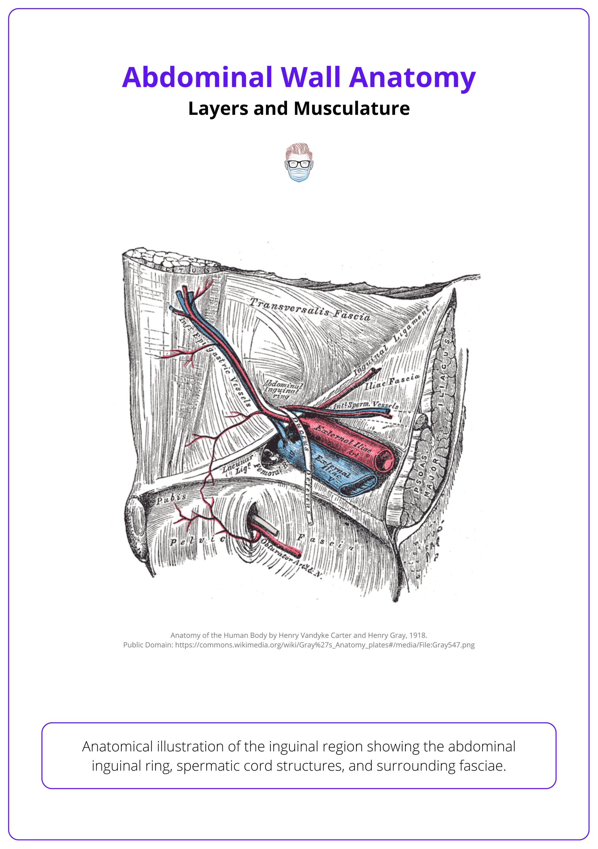 Hesselbach’s triangle, abdominal wall anatomy
