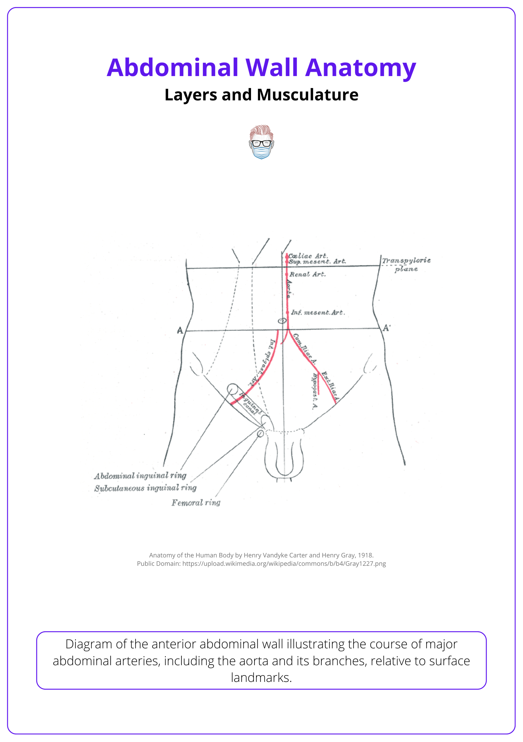 The inguinal canal, abdominal wall anatomy