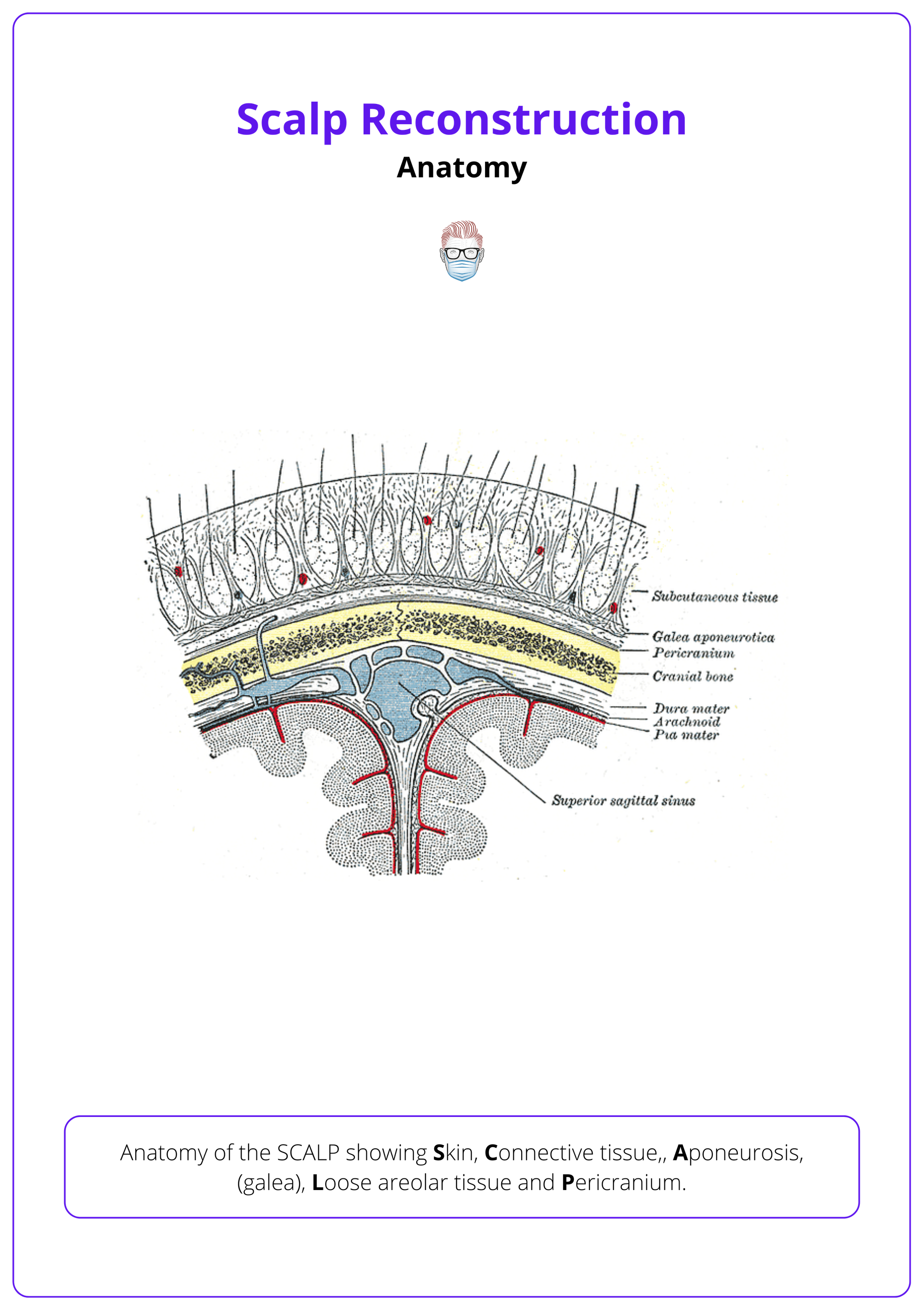 Scalp anatomy