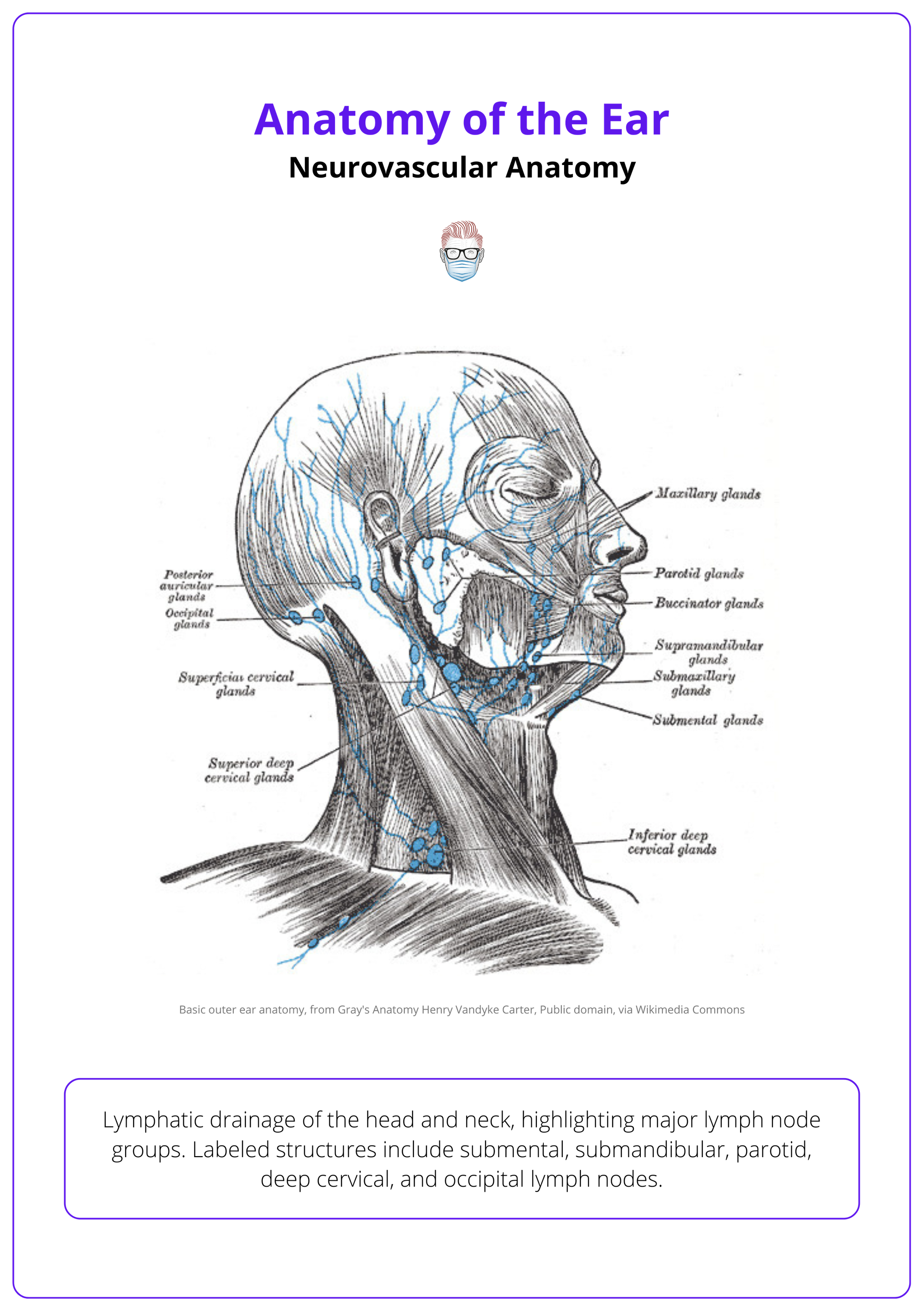 Lymphatic drainage of the head and neck, ear anatomy