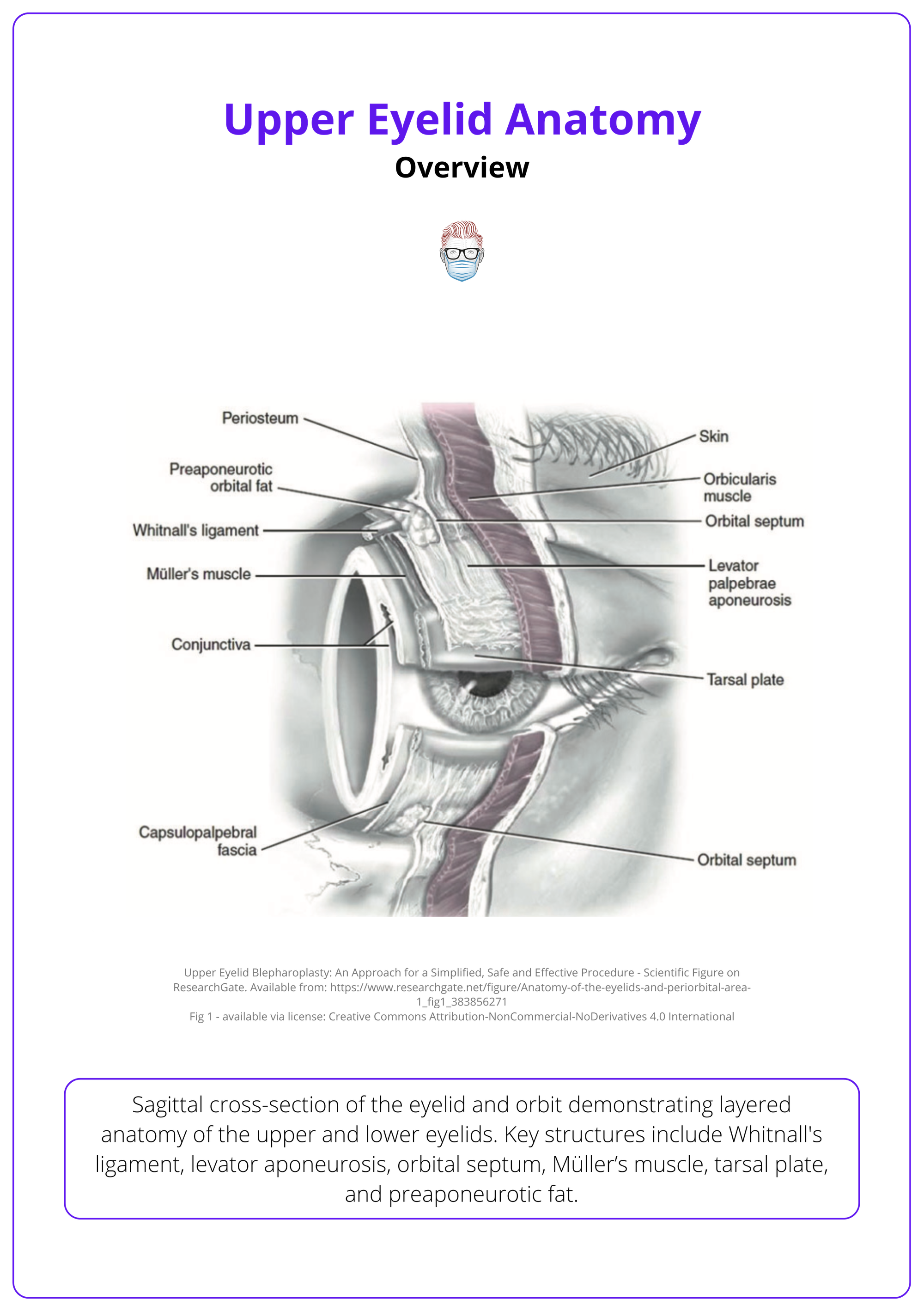 Layers of the upper eyelid