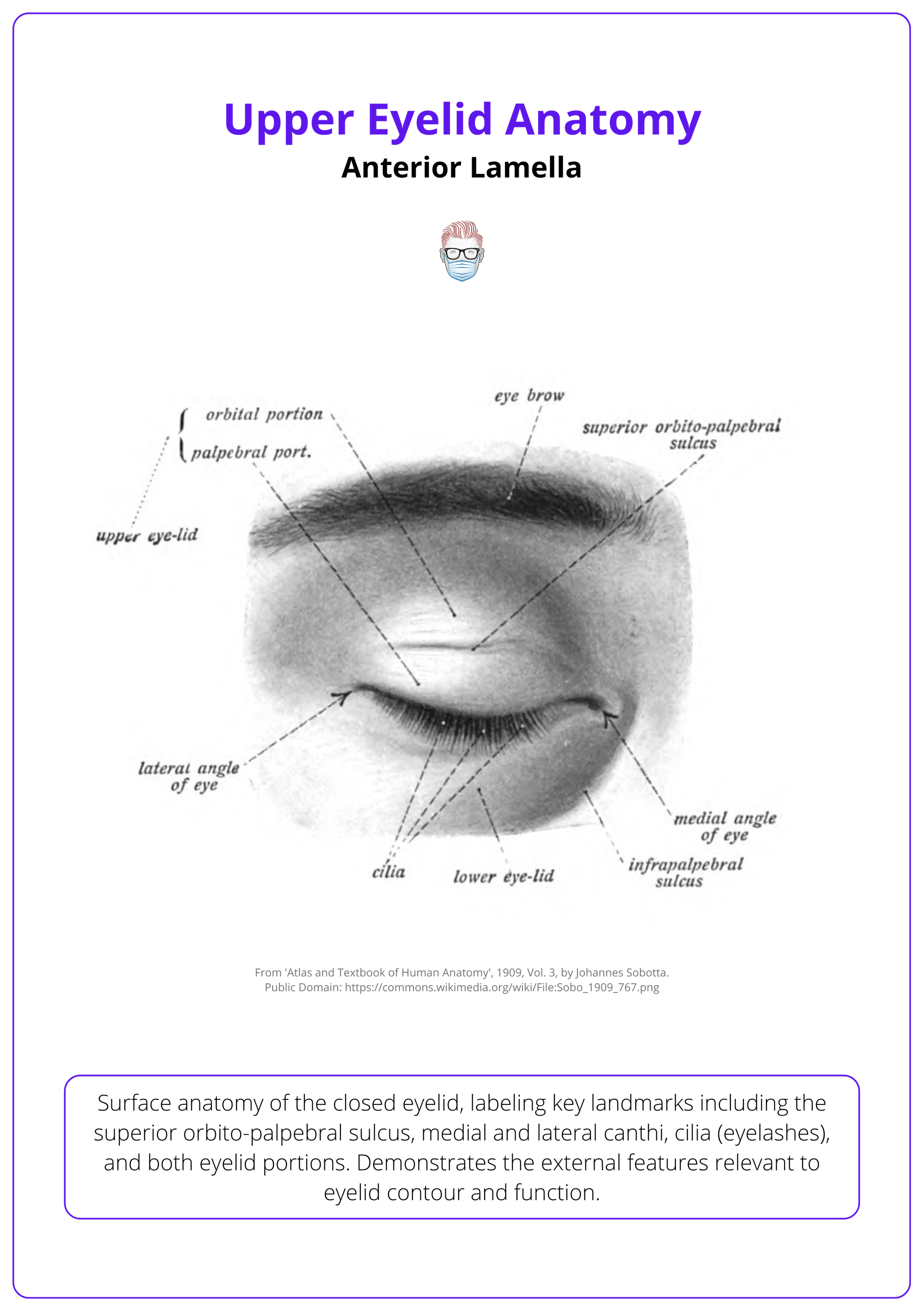 Surface anatomy of the eye