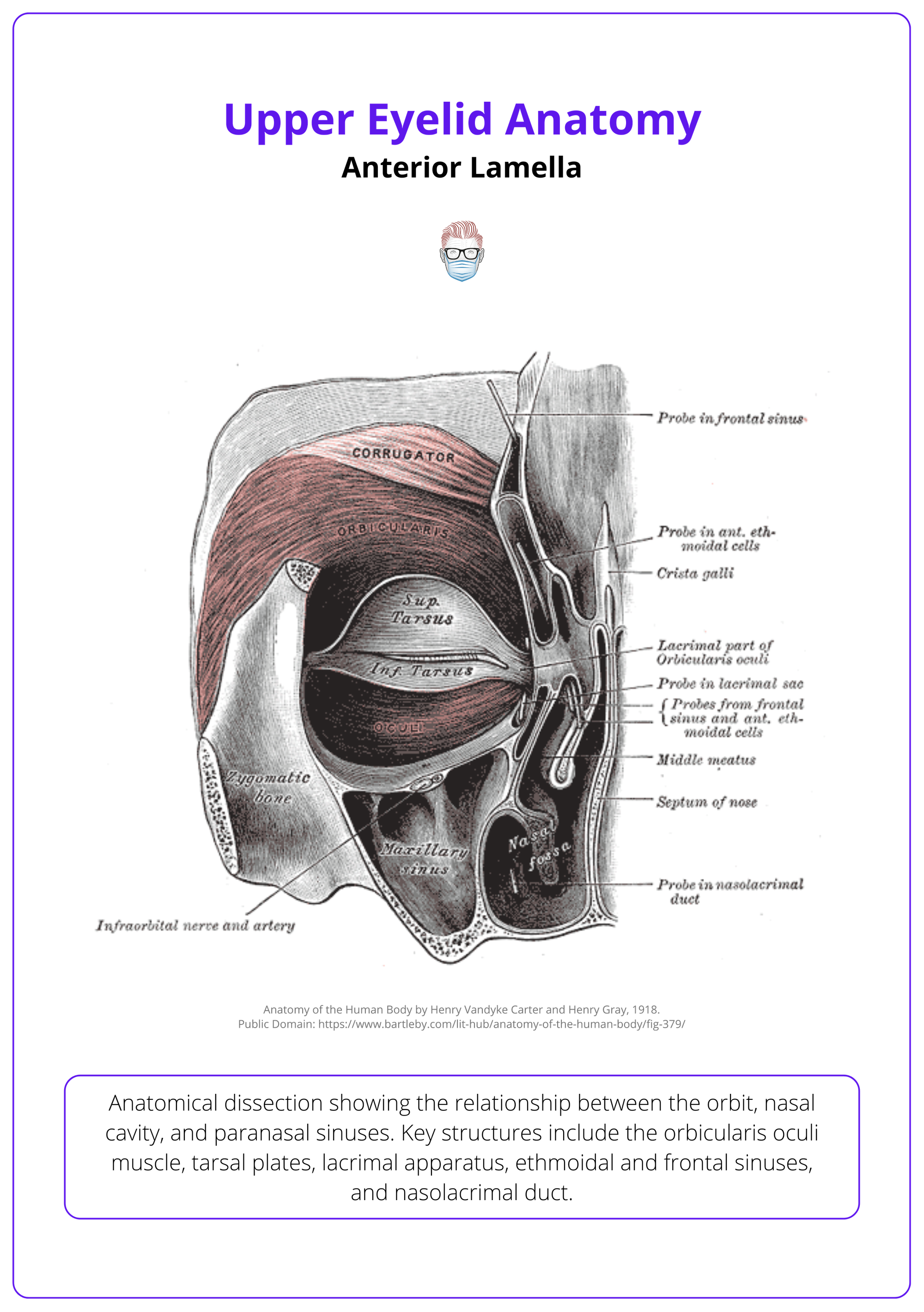 The orbicularis oculi