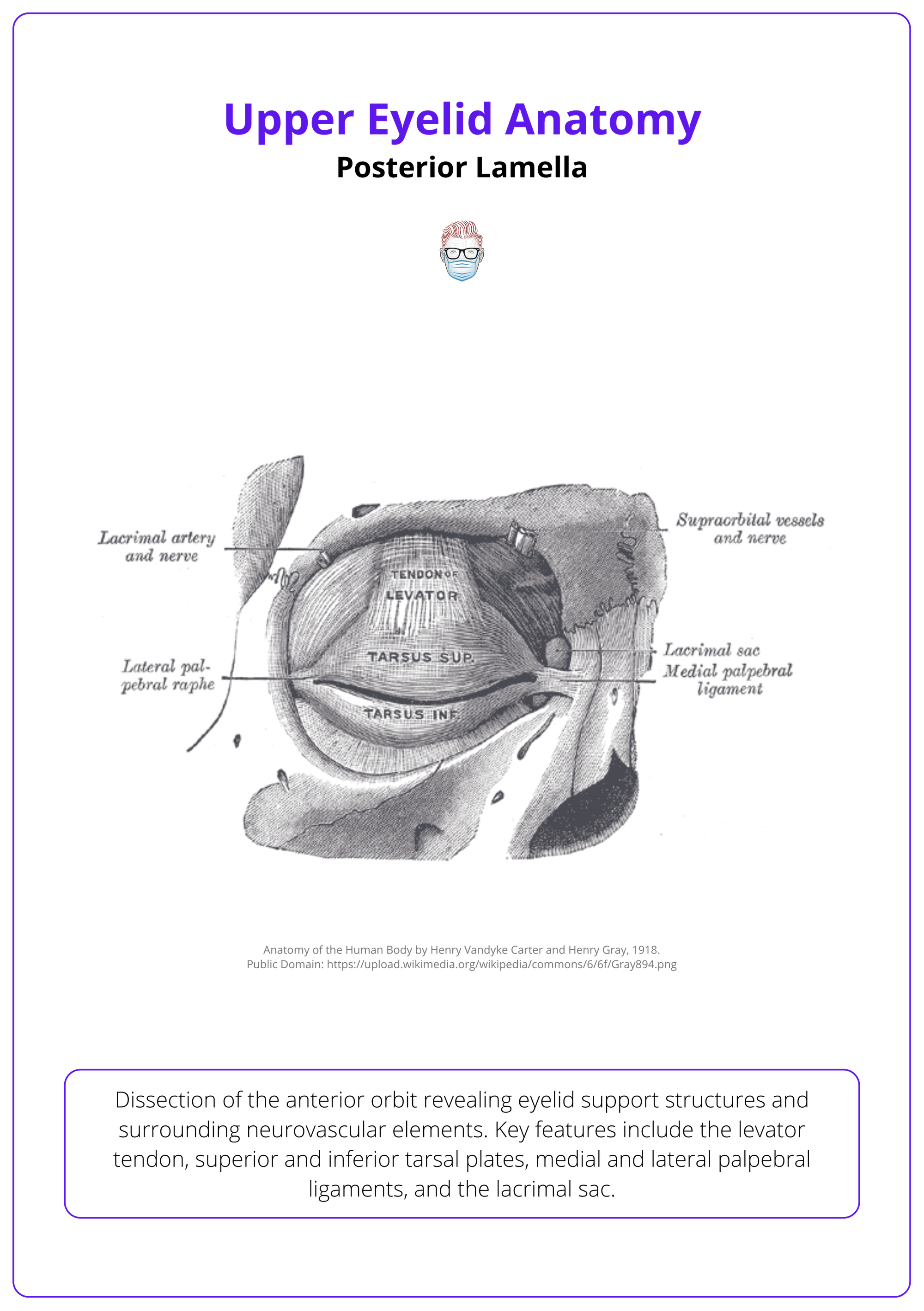 The levator palpebrae superioris