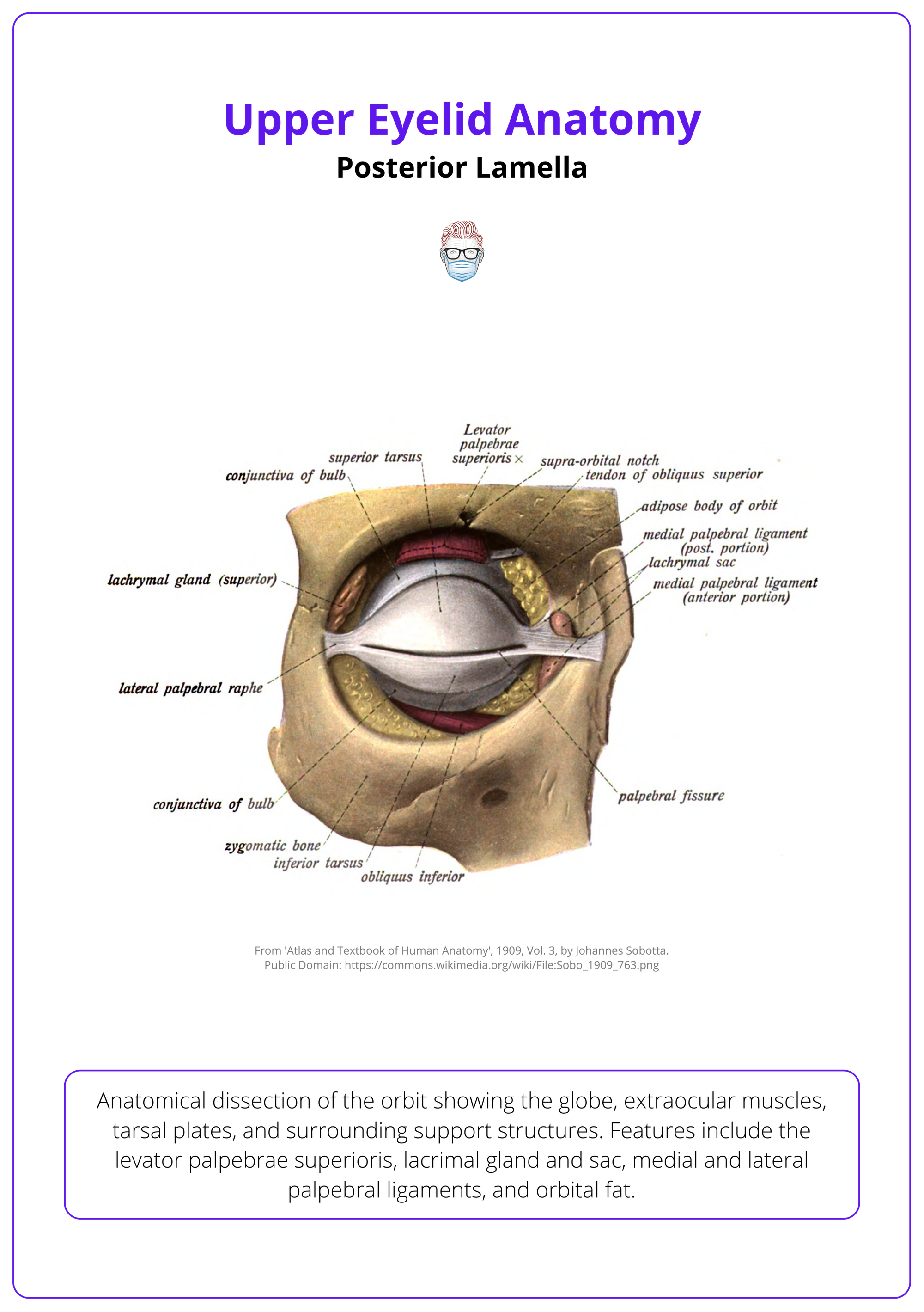 The superior tarsal plate