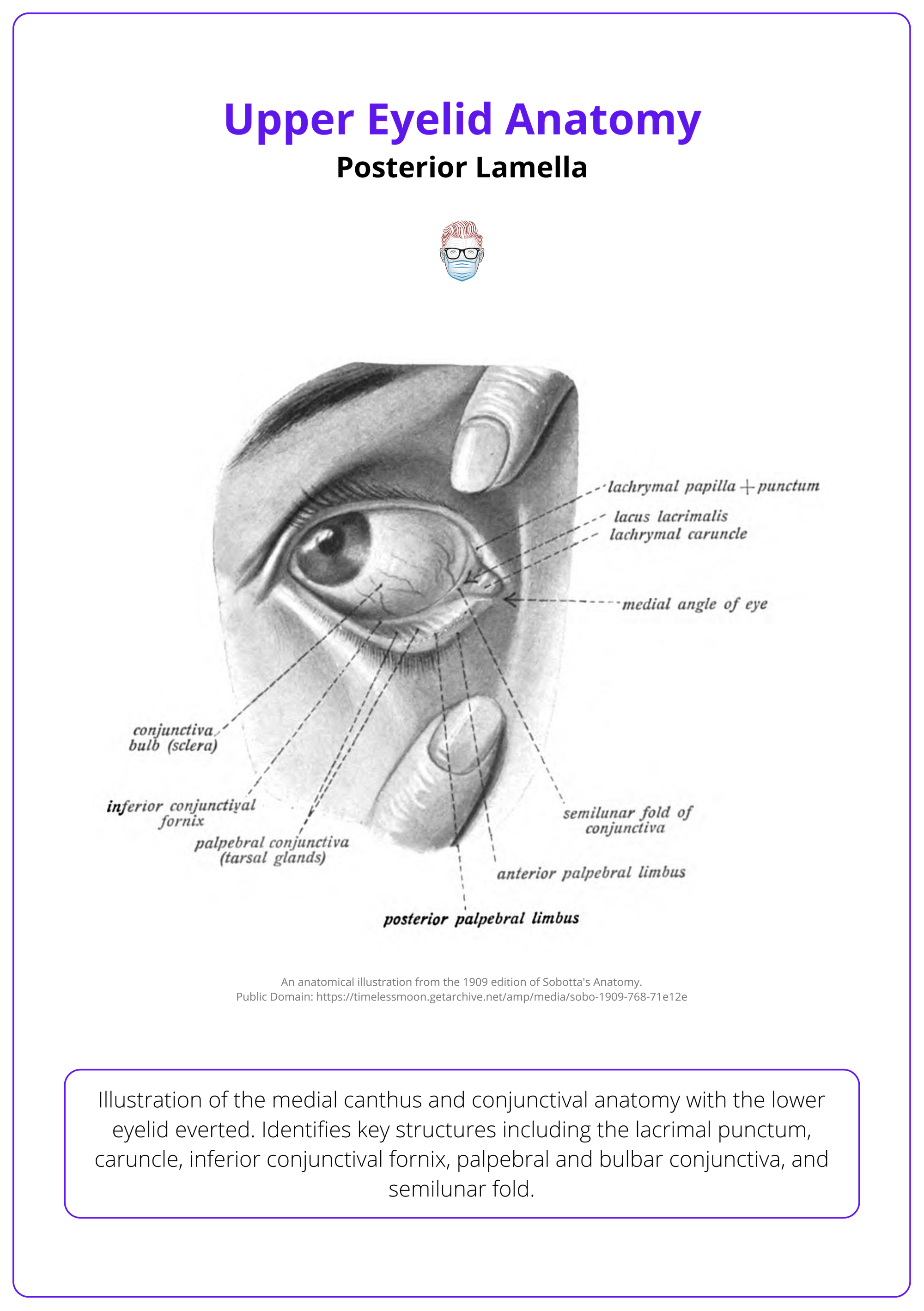 Conjunctival anatomy
