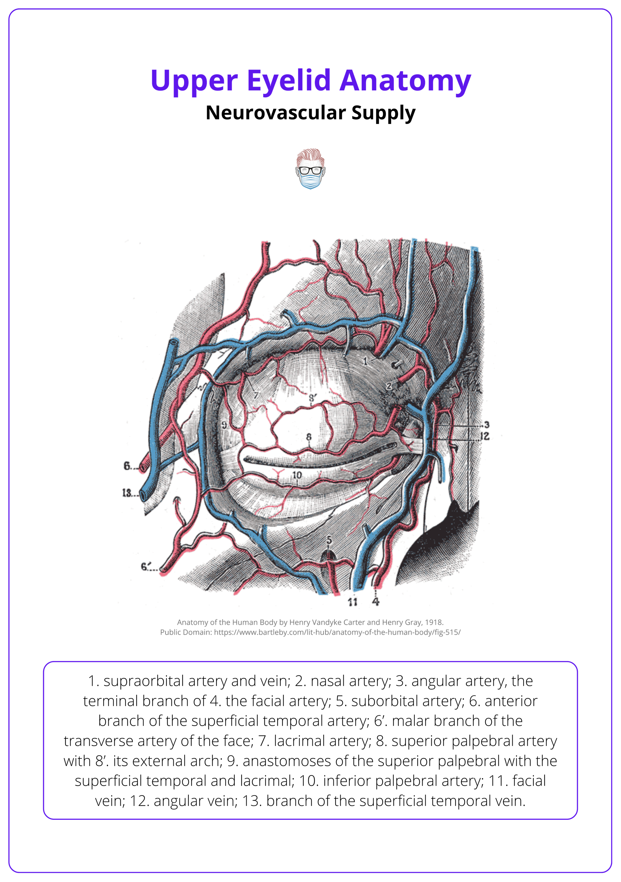 The sensory innervation of the upper eyelid