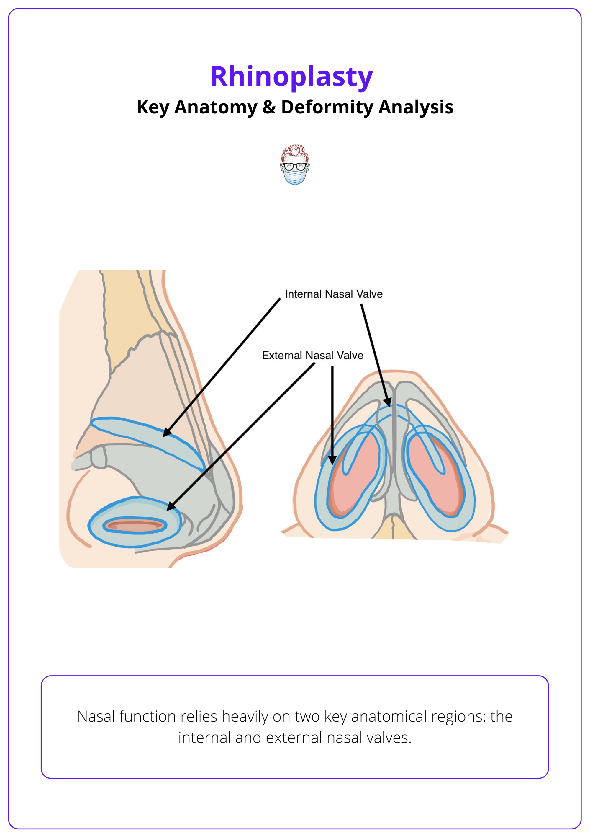 Internal and external valves of the nose