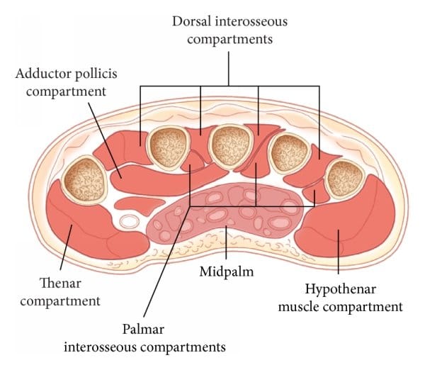 Key Compartments of the Hand