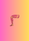 Compartments of the Lower Limb: Muscles, Innervation, & Blood Supply