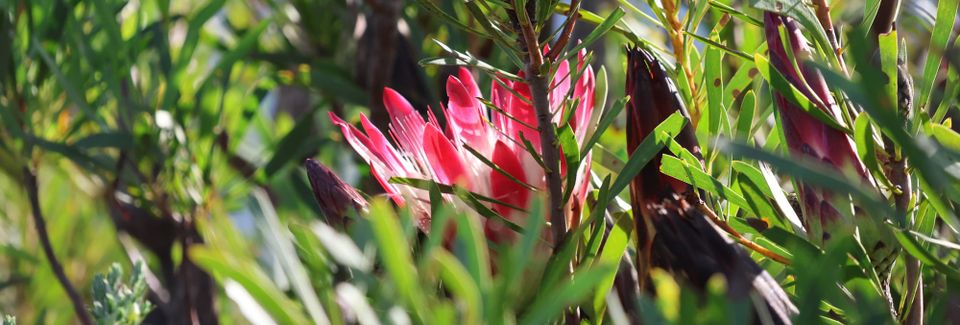 The Wildfireblooms