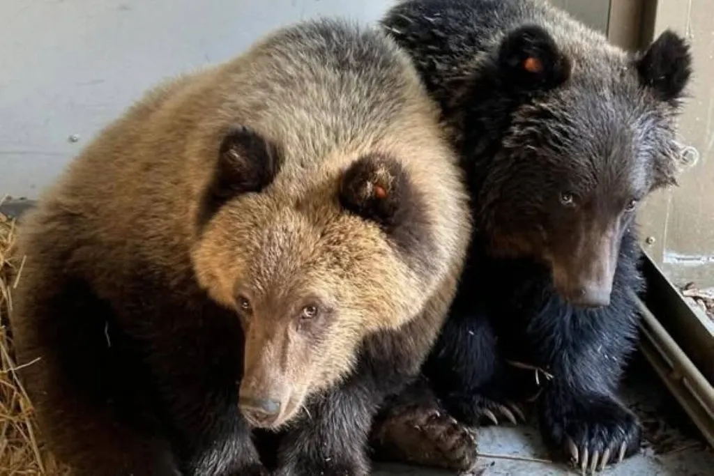orphaned grizzly bear cubs fitz and turner at calgary zoo