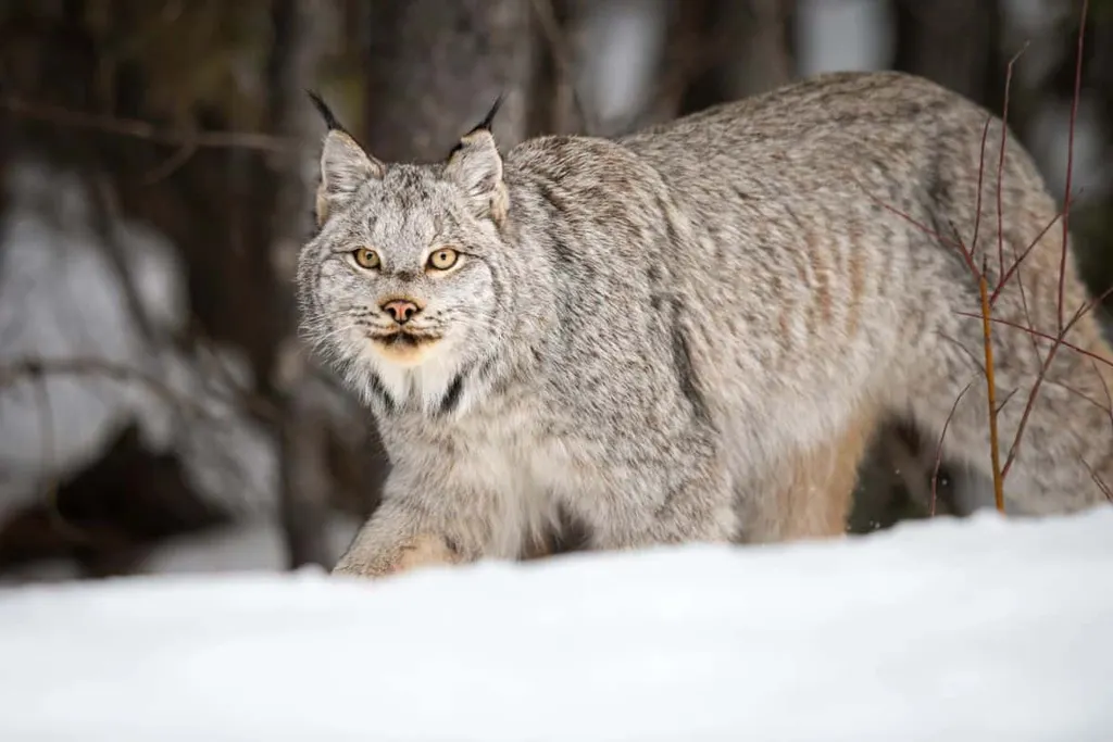 A Lynx Walking Through The Snow At Banff National Park Alberta Canada
