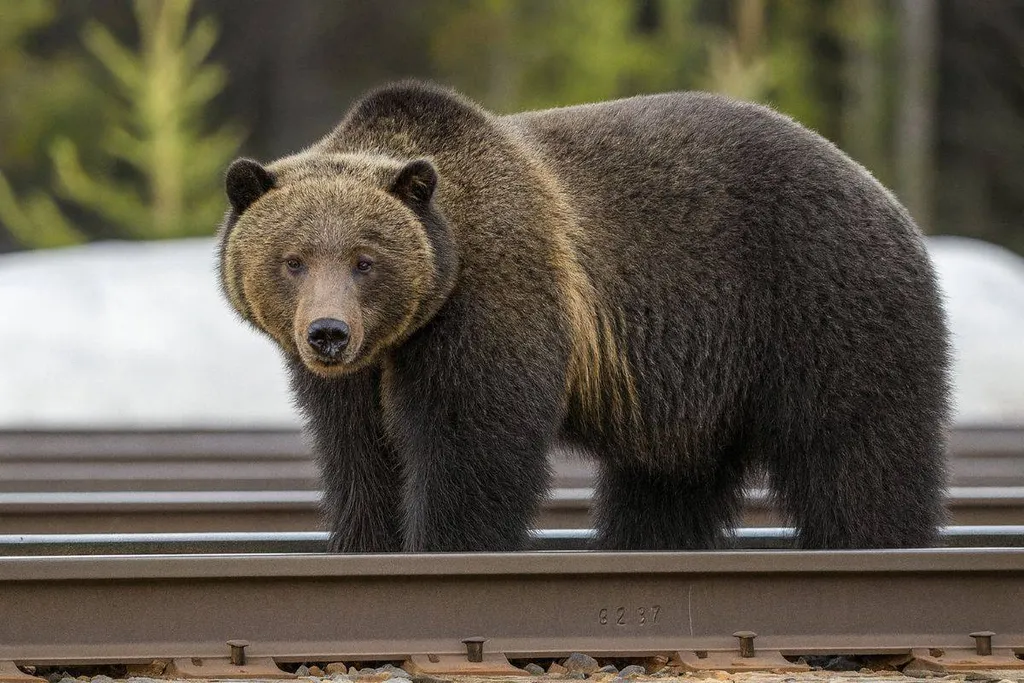 Depiction Of Split Lip Banff Grizzly Bear Banff National Park Alberta Canada