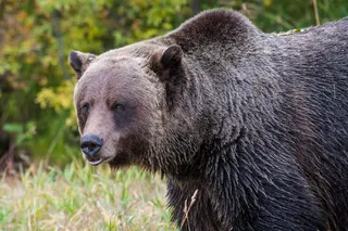 Boo the Grizzly Bear: A Conservation Success Story