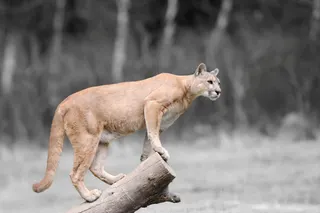 Cougar Safety in Banff: A Light-Hearted Guide to Staying Safe