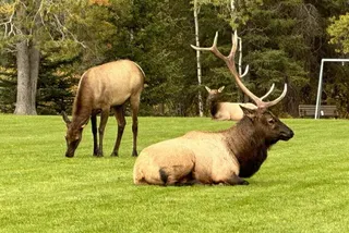 Elk Are the New Bears: Why Spring in the Bow Valley Is a Hoofed Horror Movie