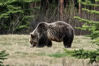 Grizzly Bear 142 Banff - The Bear With No Name