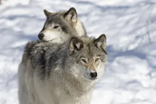 Wolf Safety In Banff & Kananaskis: Smart Tips For Sharing The Trail